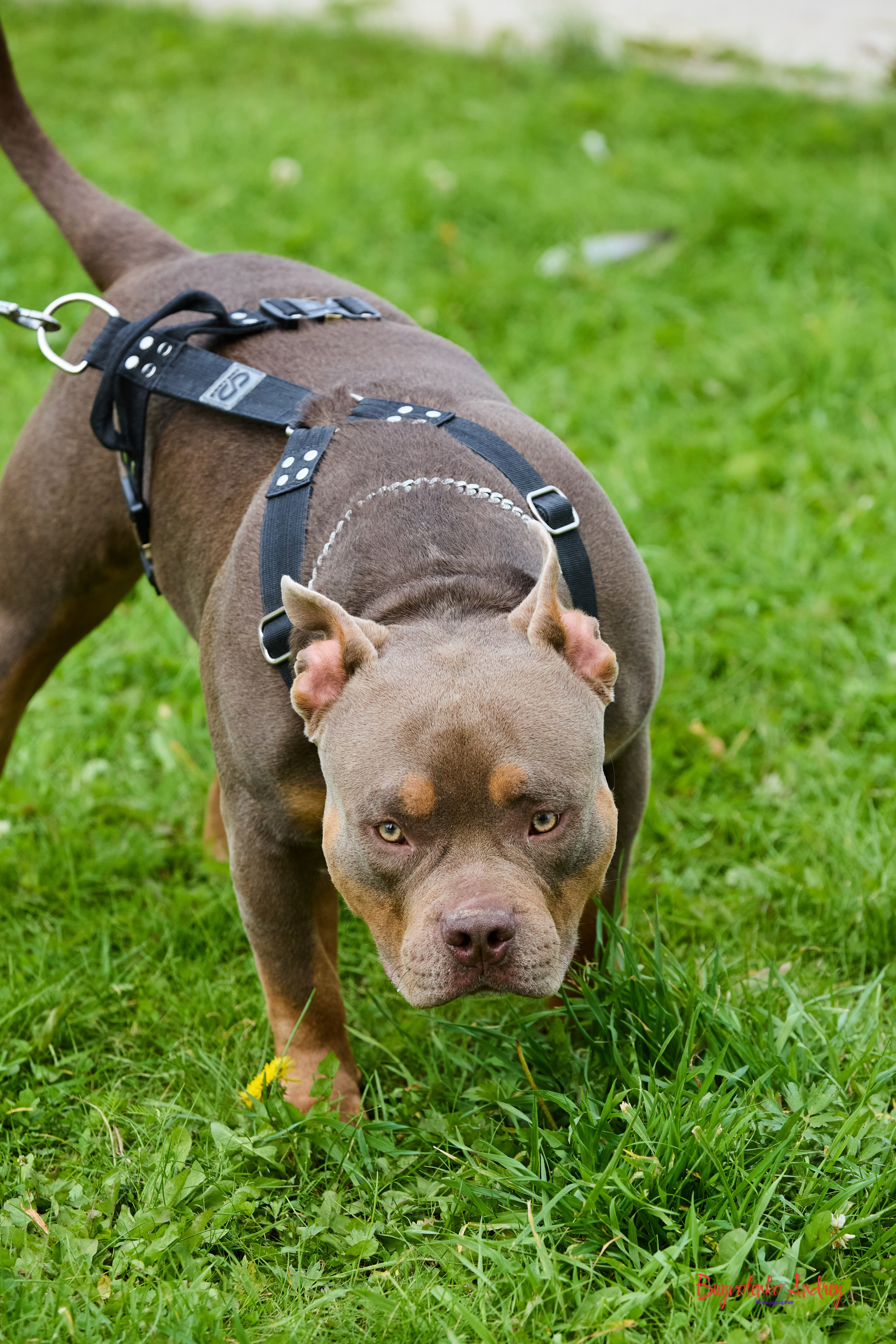 Проект фотопрогулка с хвостиком. Buyvolenko Andrey