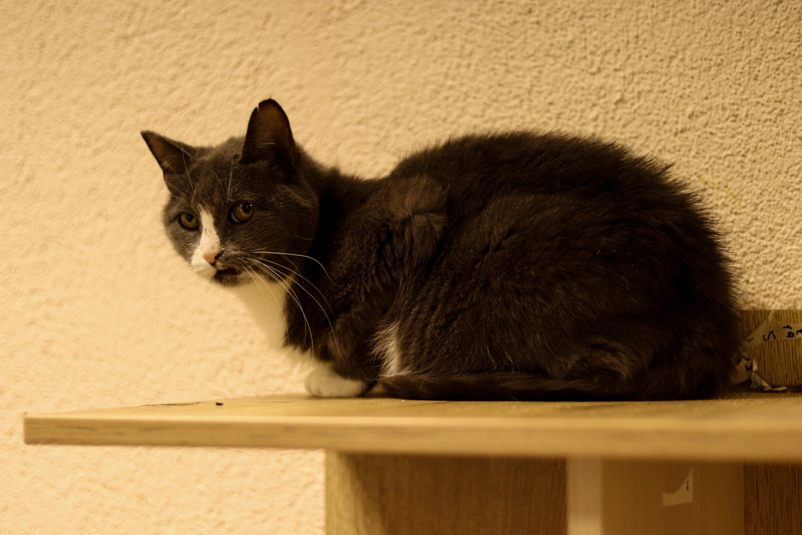 Петербургский дом кота (27 июня 2024). Ивентный фотограф в Санкт-Петербурге Олег Комков