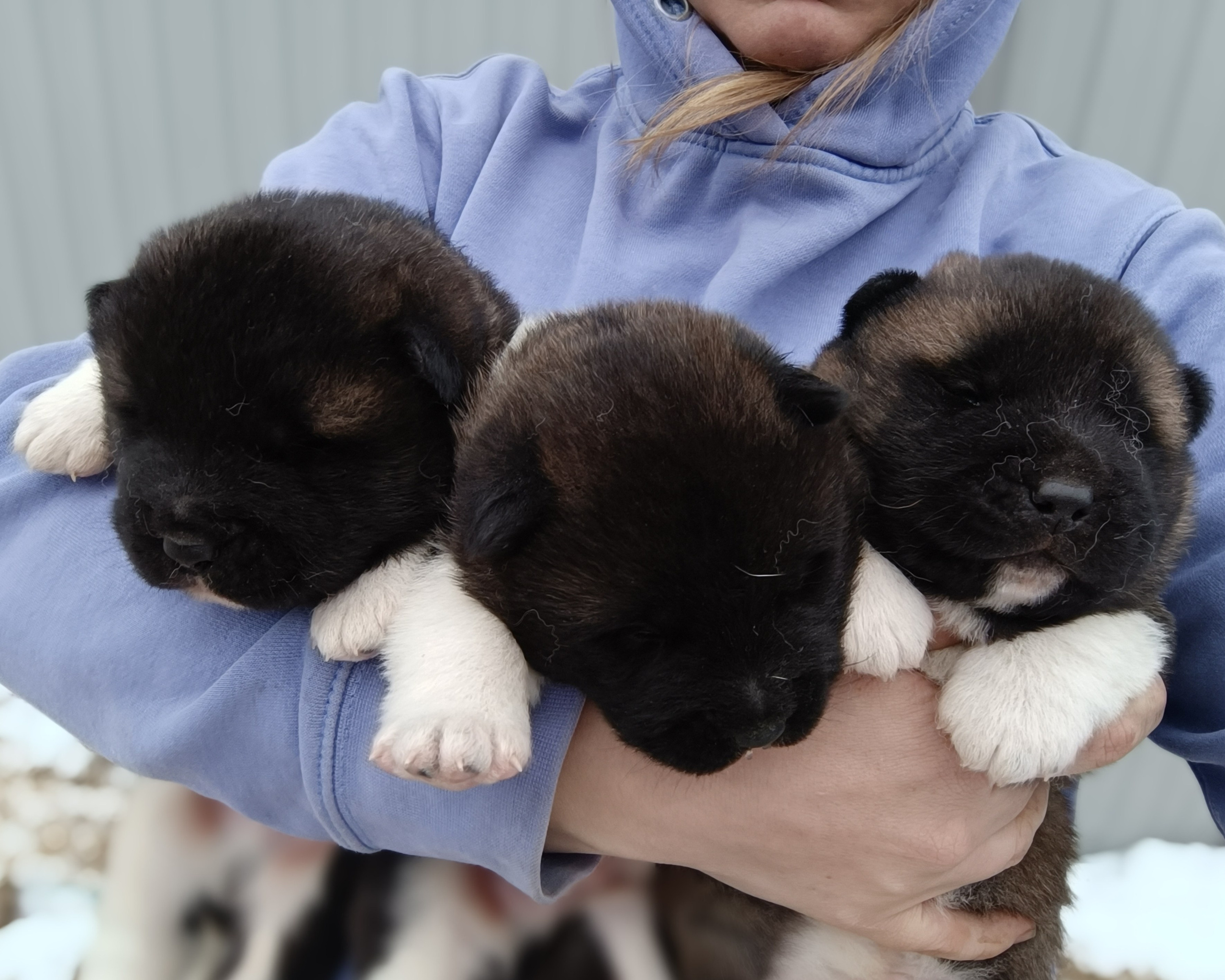 Американская акита  щенки питомник Санкт-Петербург клубные щенки Американская акита питомник RUBYLIGHT Рубилайт купить щенка американской акиты