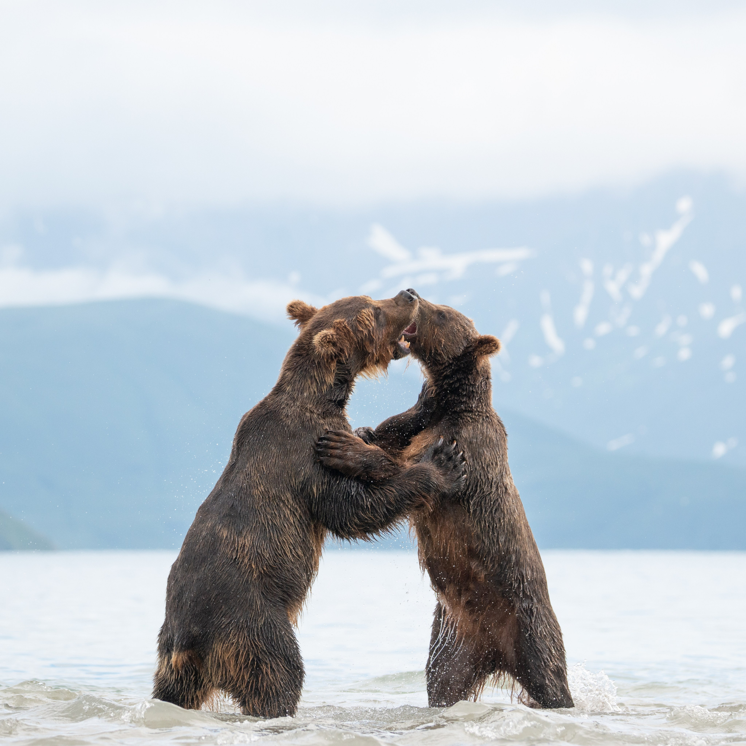 Камчатка — земля медведей. Игорь Иванко — Репортажный и событийный фотограф. Москва