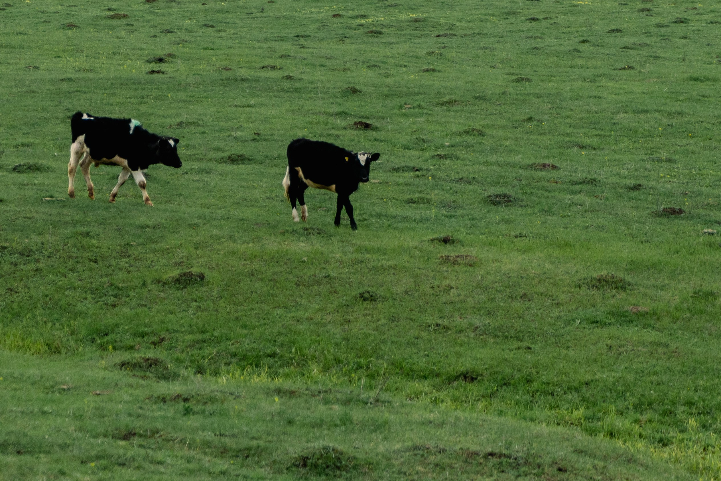 Аскино, Май 2024