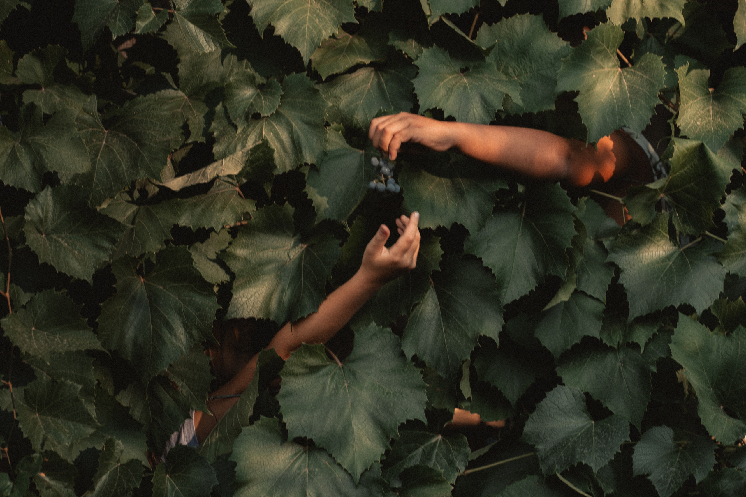 Батон хлеба на двоих. Семейный фотограф в Калининграде Елена Глазунова