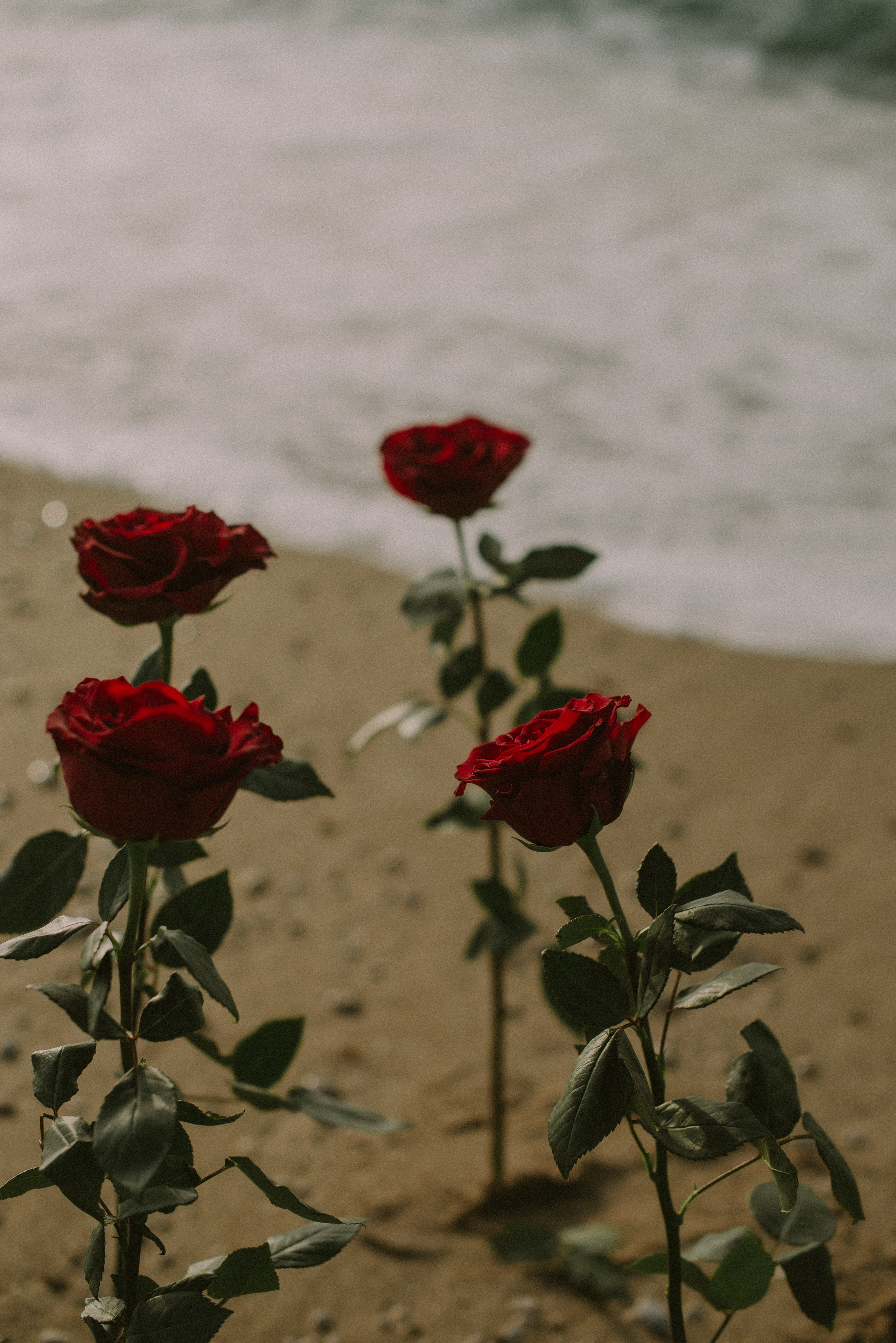 Настя.Розы.Море. Свадебный, женский, семейный фотограф в Севастополе Юлия Мошенко