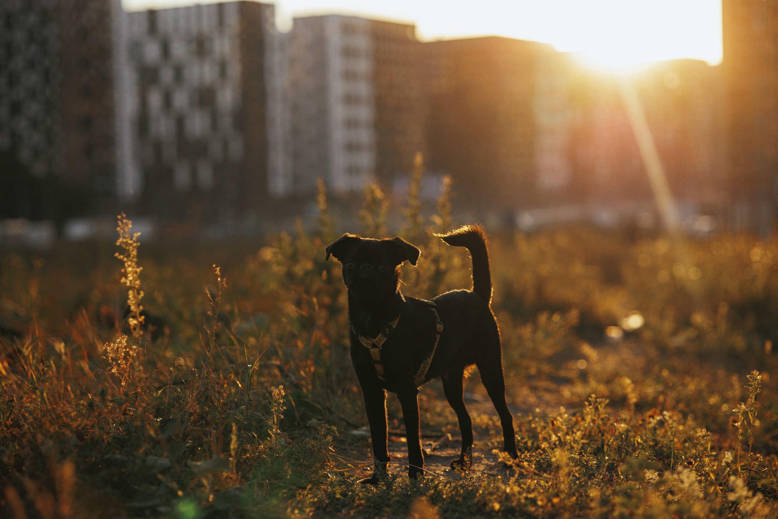 Закатная съемка с собакой. Анастасия Белаш