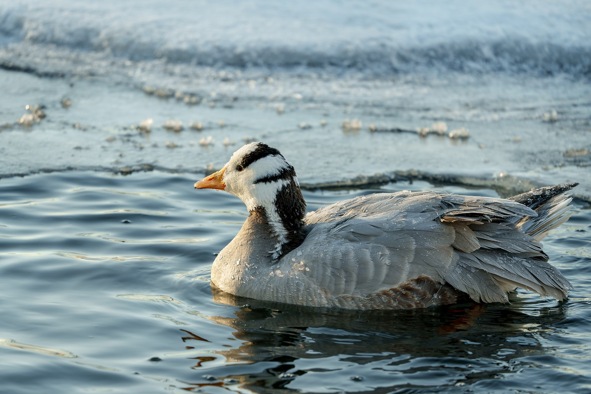 Удивительные мир птиц. Вокруг нас столько прекрасного — присмотритесь!. Ваш личный фотограф Марина Волкова