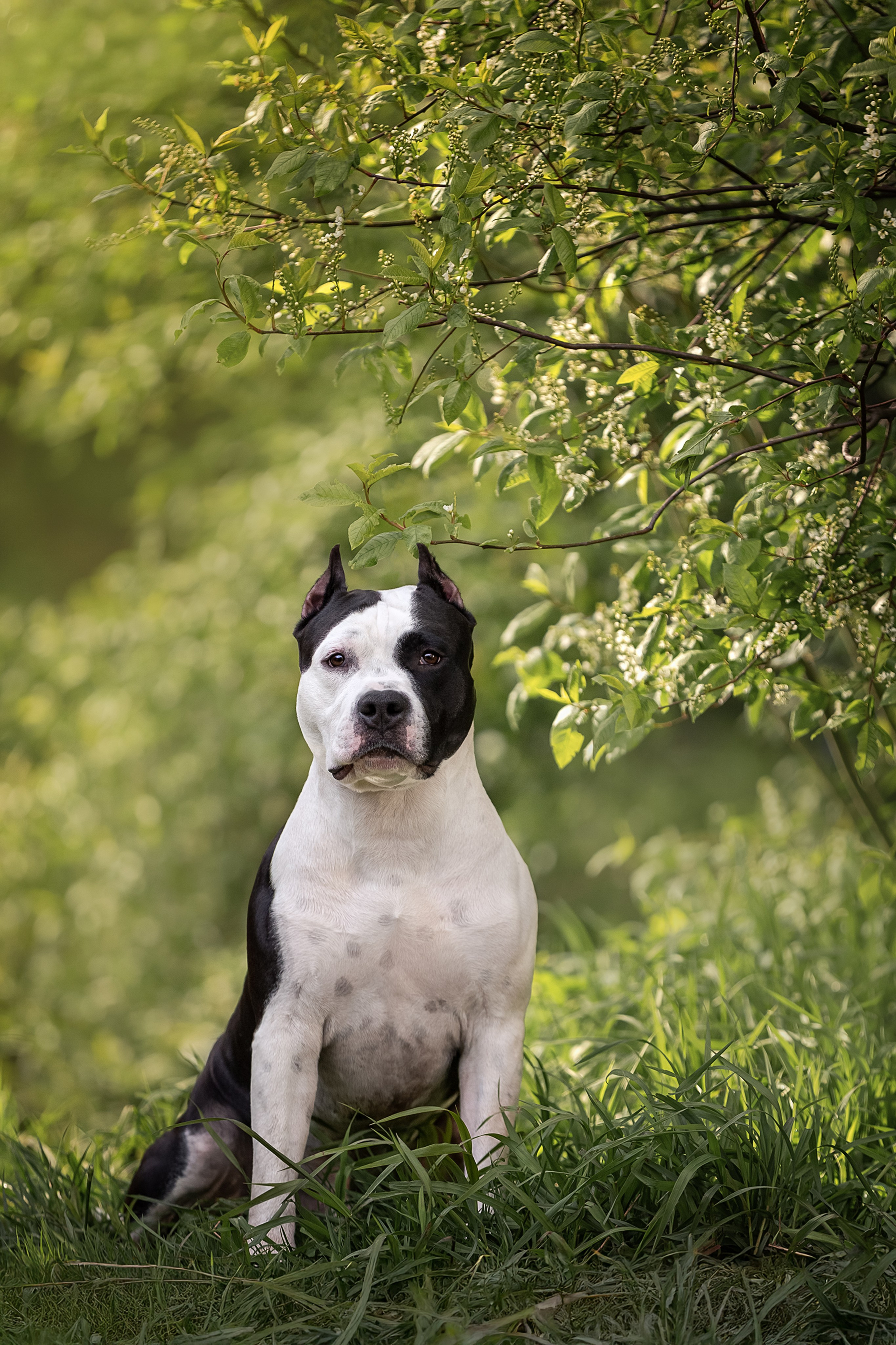 Портретная съемка. Фотограф-анималист в Санкт-Петербурге — Юлия Чайкина