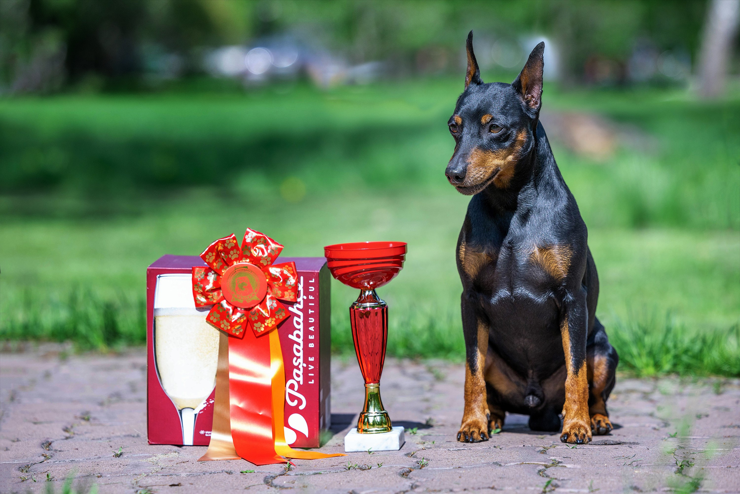 Заринговая съёмка на выставках собак. Фотограф-анималист в Омске Екатерина Маричева