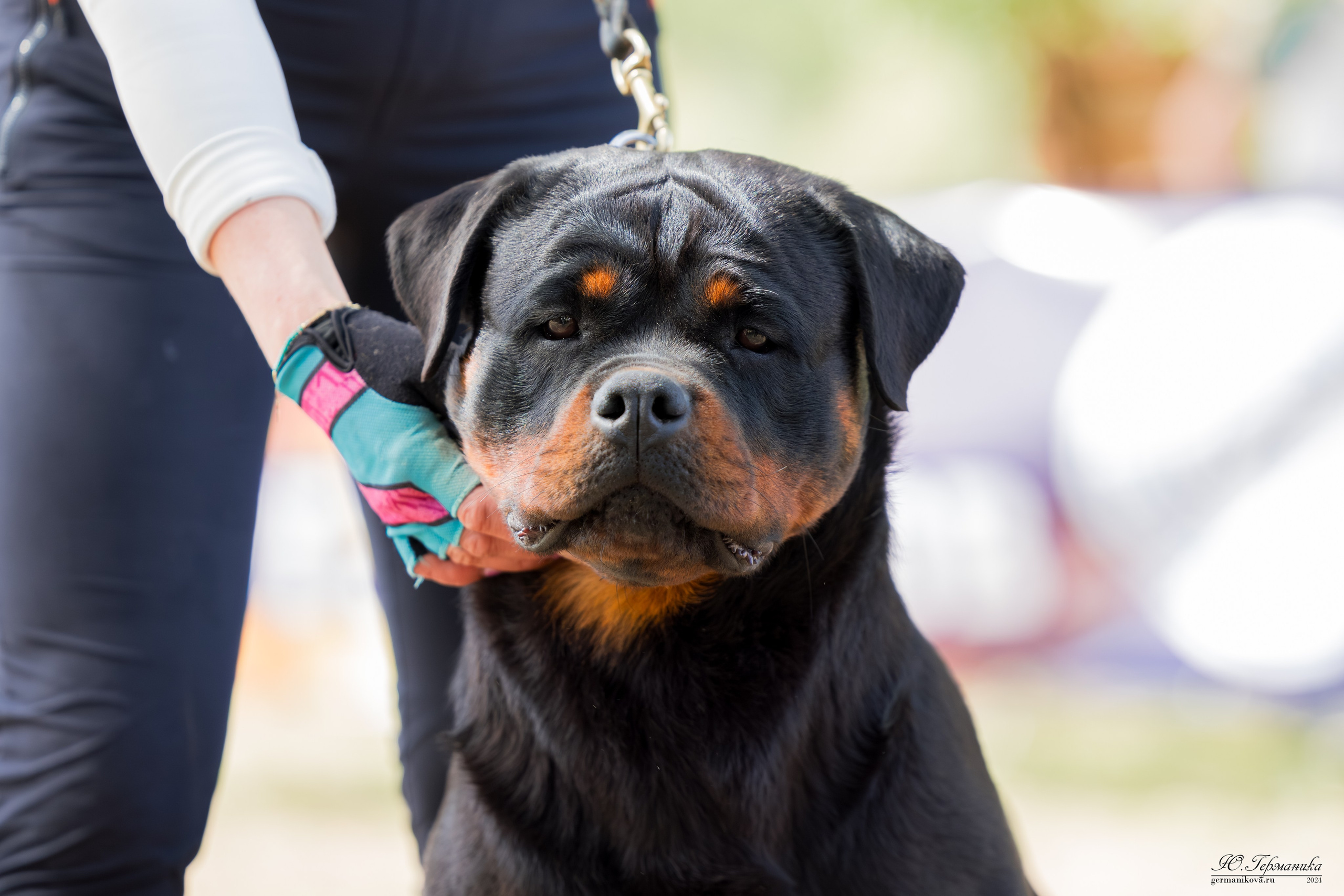 Саратов 2 х моно ротвейлеров 28-29.04.2024. Фотограф-анималист Юлия Германика