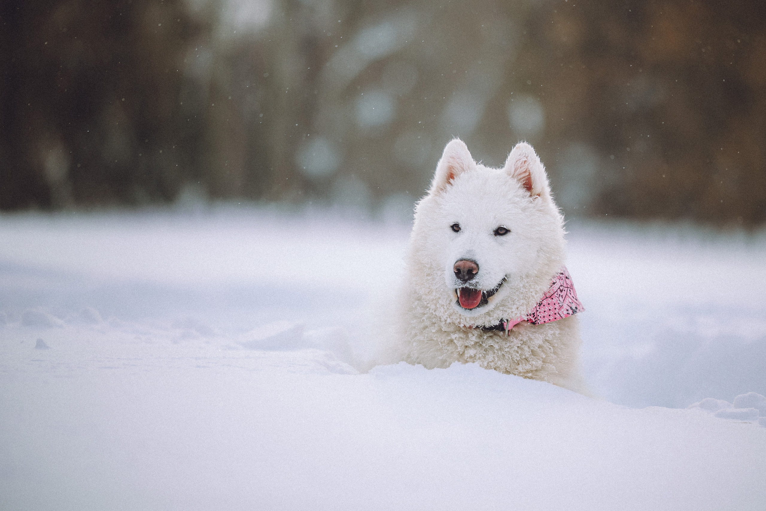 Мария и Мася