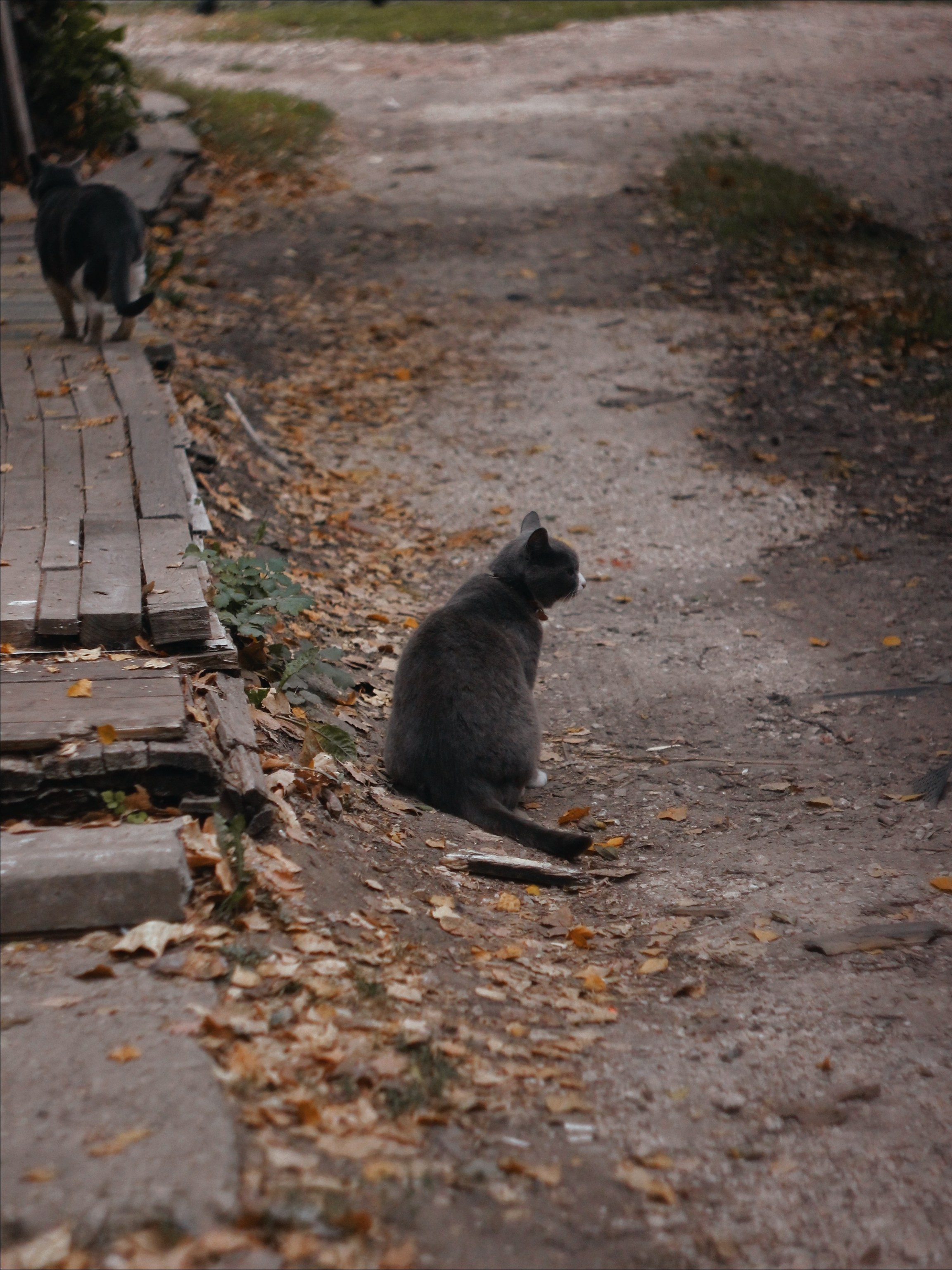 Уличные модели. С любовью, фотохудожник