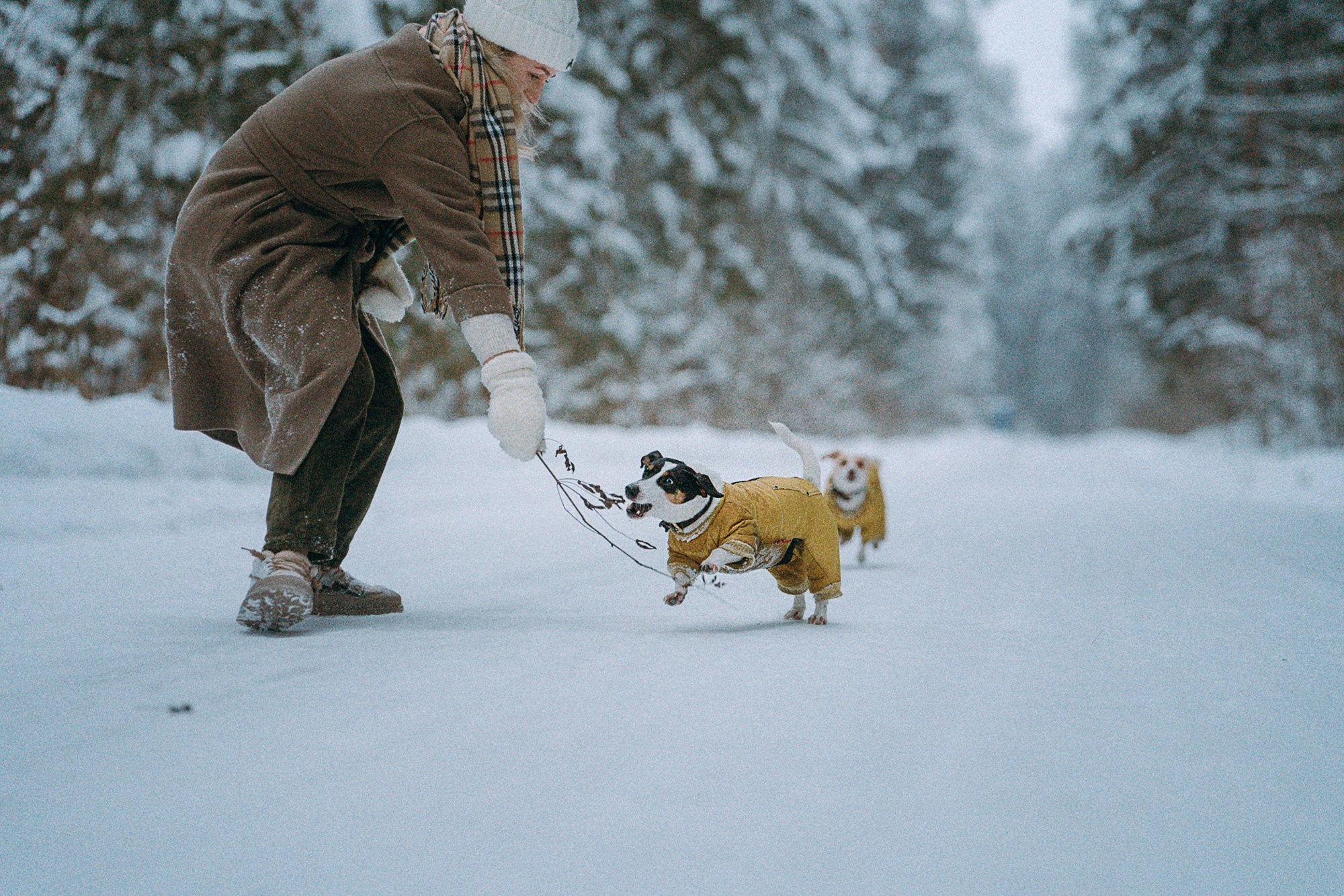 Алина, Ваниль и Элис. Фотограф анималист в Москве и Санкт-Петербурге Свиридова Анна