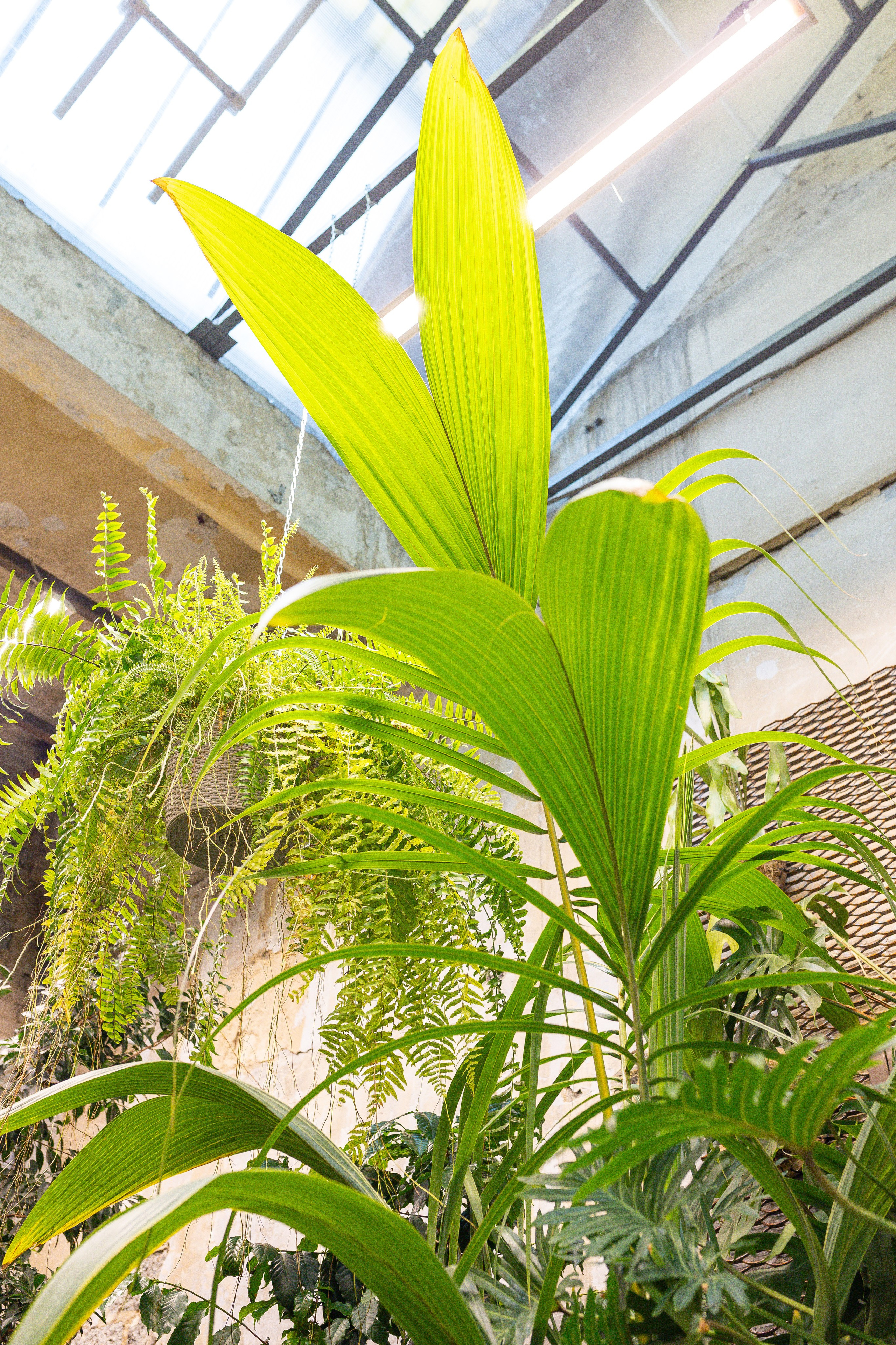 Green rare июнь 2025. Александра Куликова фотограф, Москва