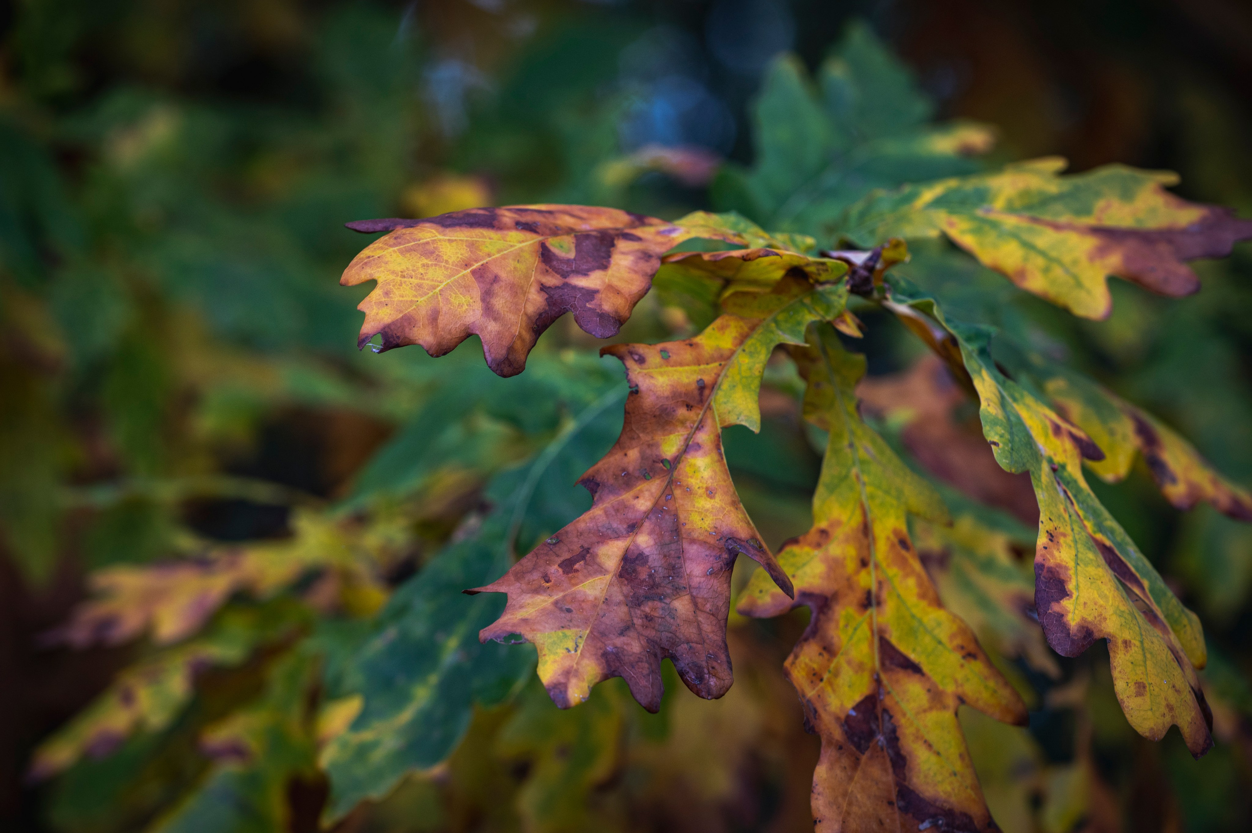 Фотопрогулка ДР. Фотограф Роман Адлер