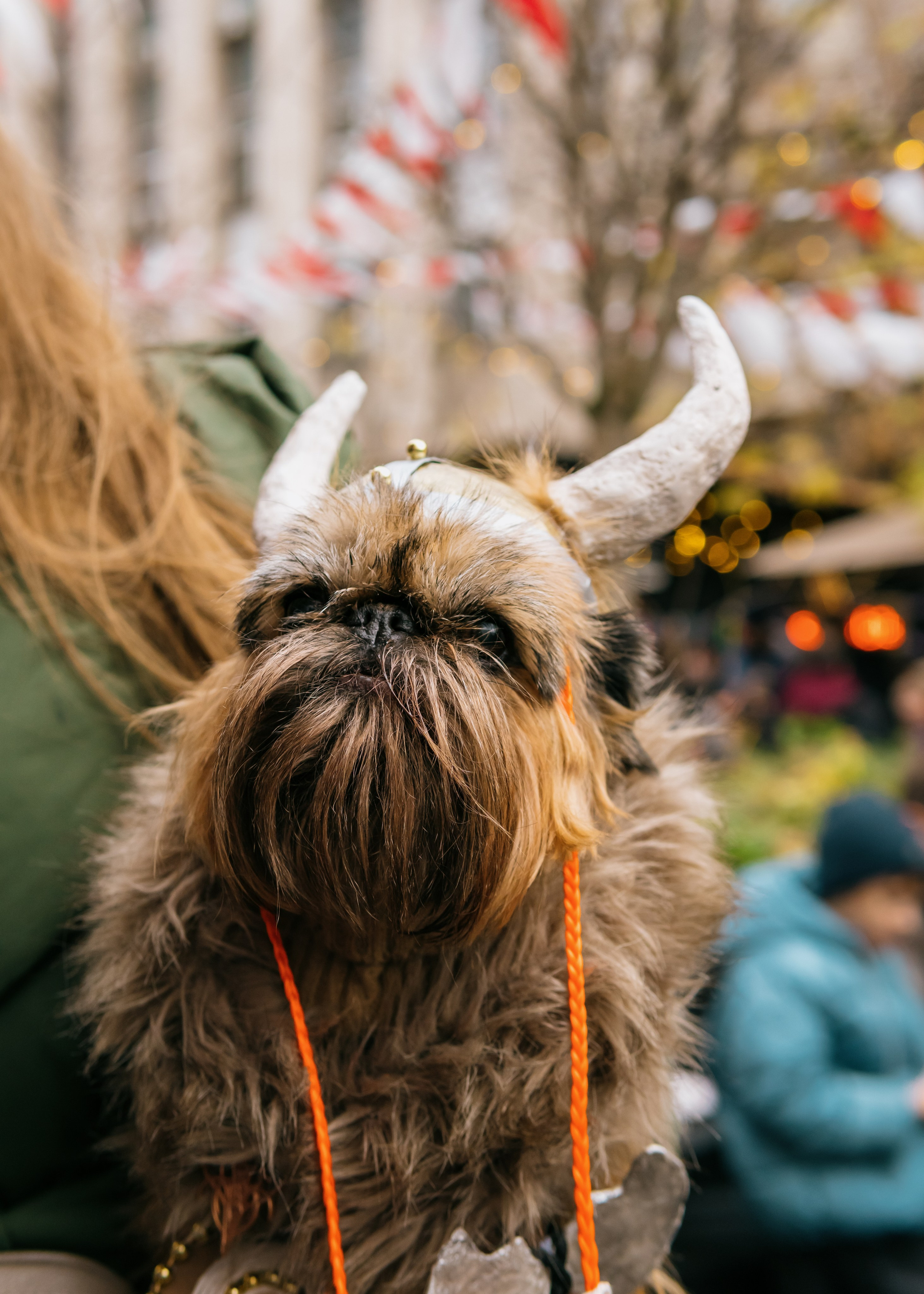 Тематическая встреча породников «Griffween». Фотограф-анималист Ксения Воробьева, Москва