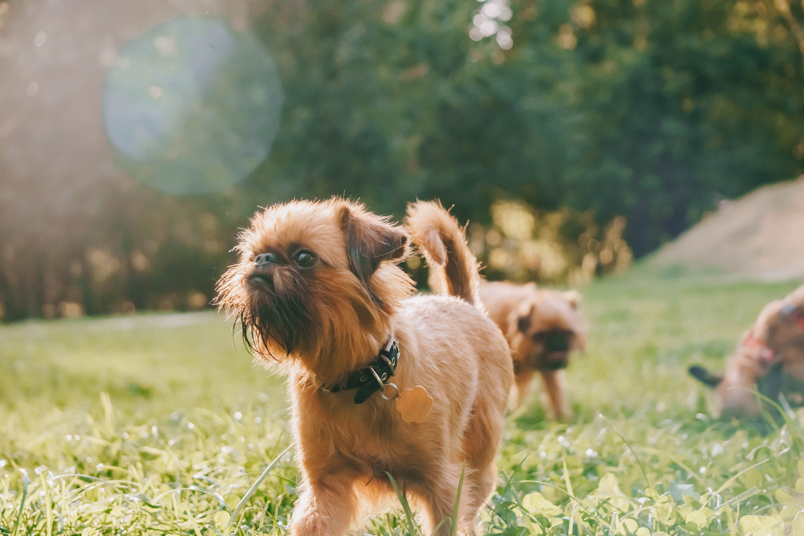 Мини-туса гриффоны и брабансоны. Фотограф-анималист Ксения Воробьева, Москва