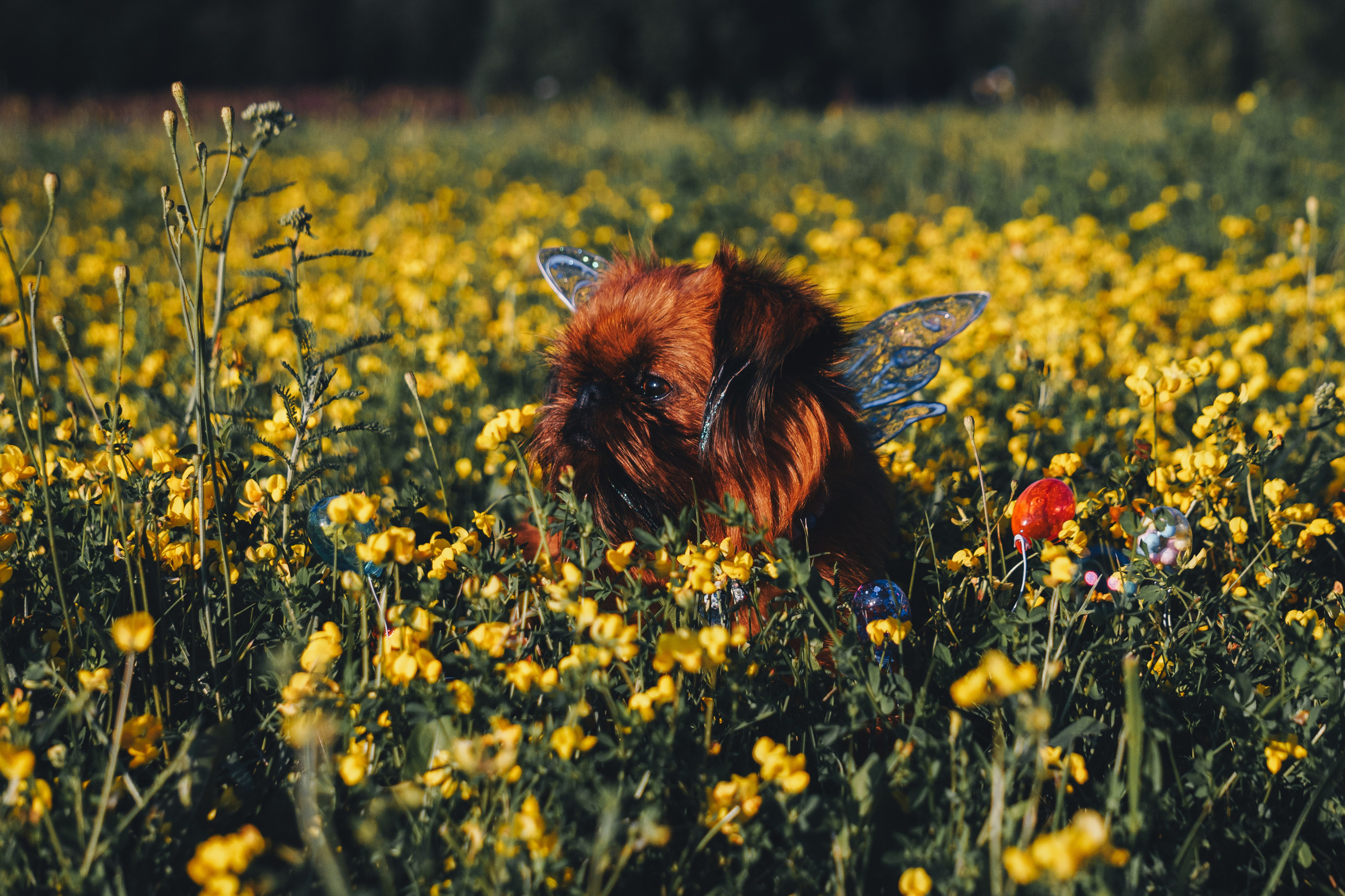Катя и Яшма. Фотограф-анималист Ксения Воробьева, Москва
