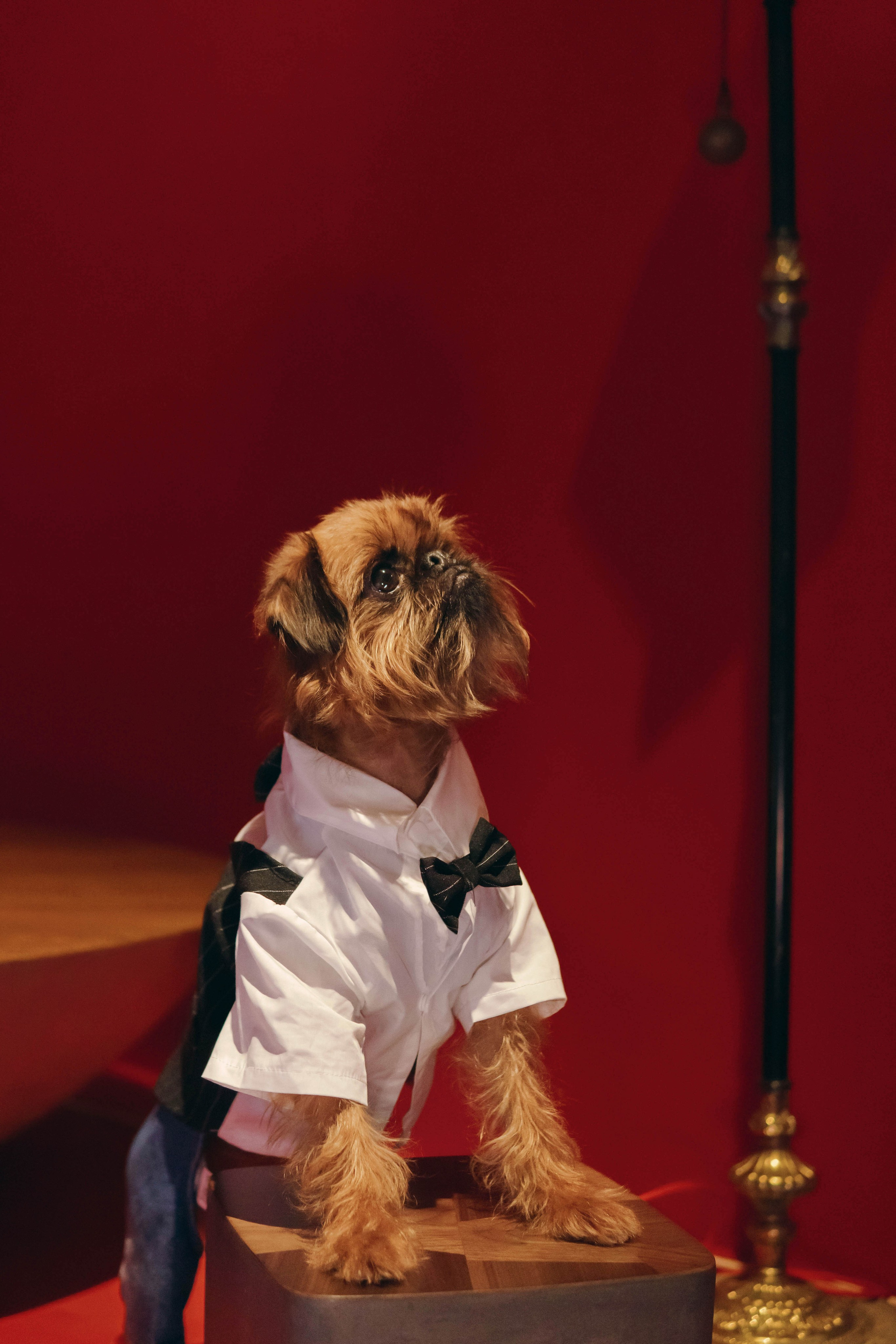 Наташа и Хавьер. Фотограф-анималист Ксения Воробьева, Москва