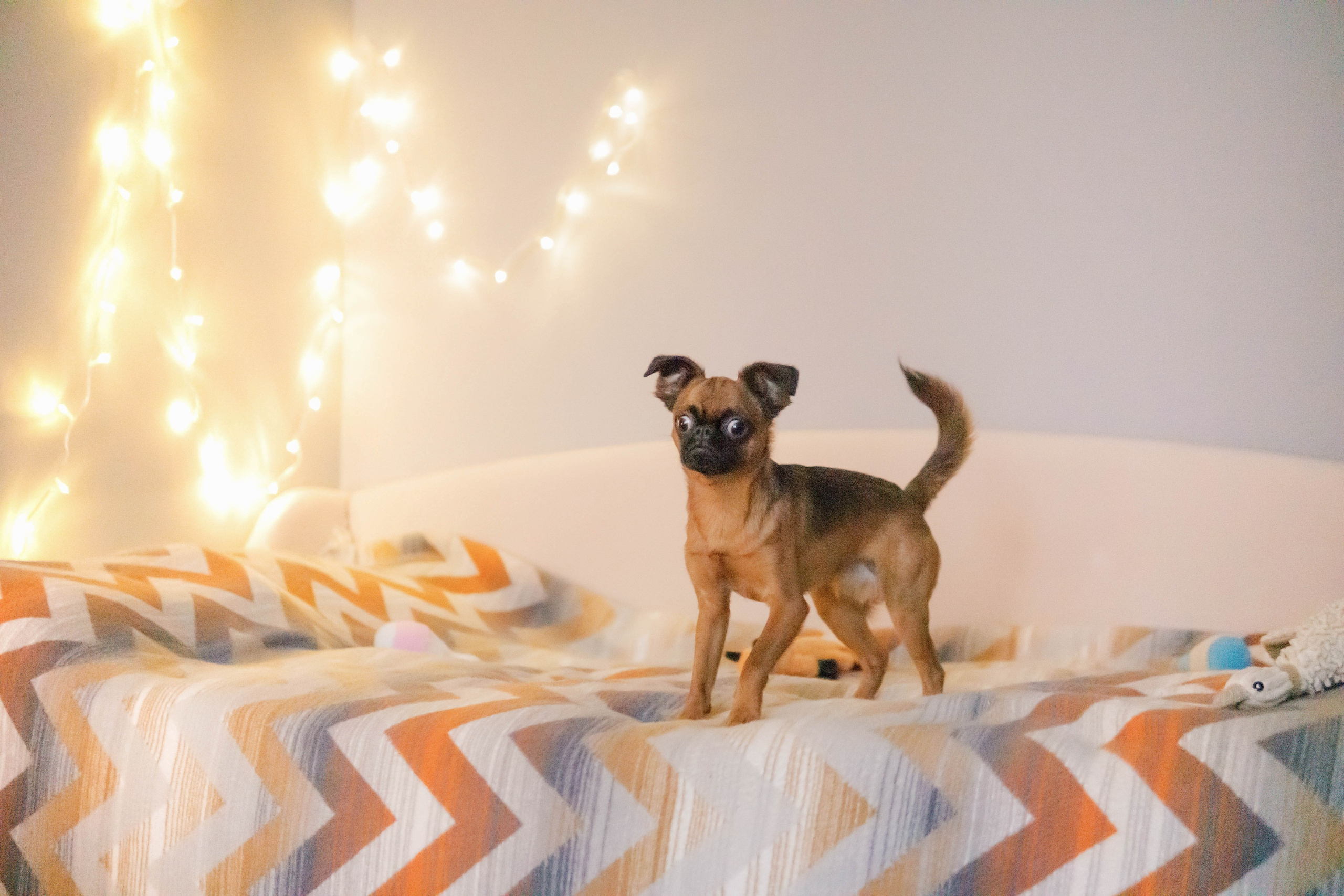 Надя и Ефим. Фотограф-анималист Ксения Воробьева, Москва