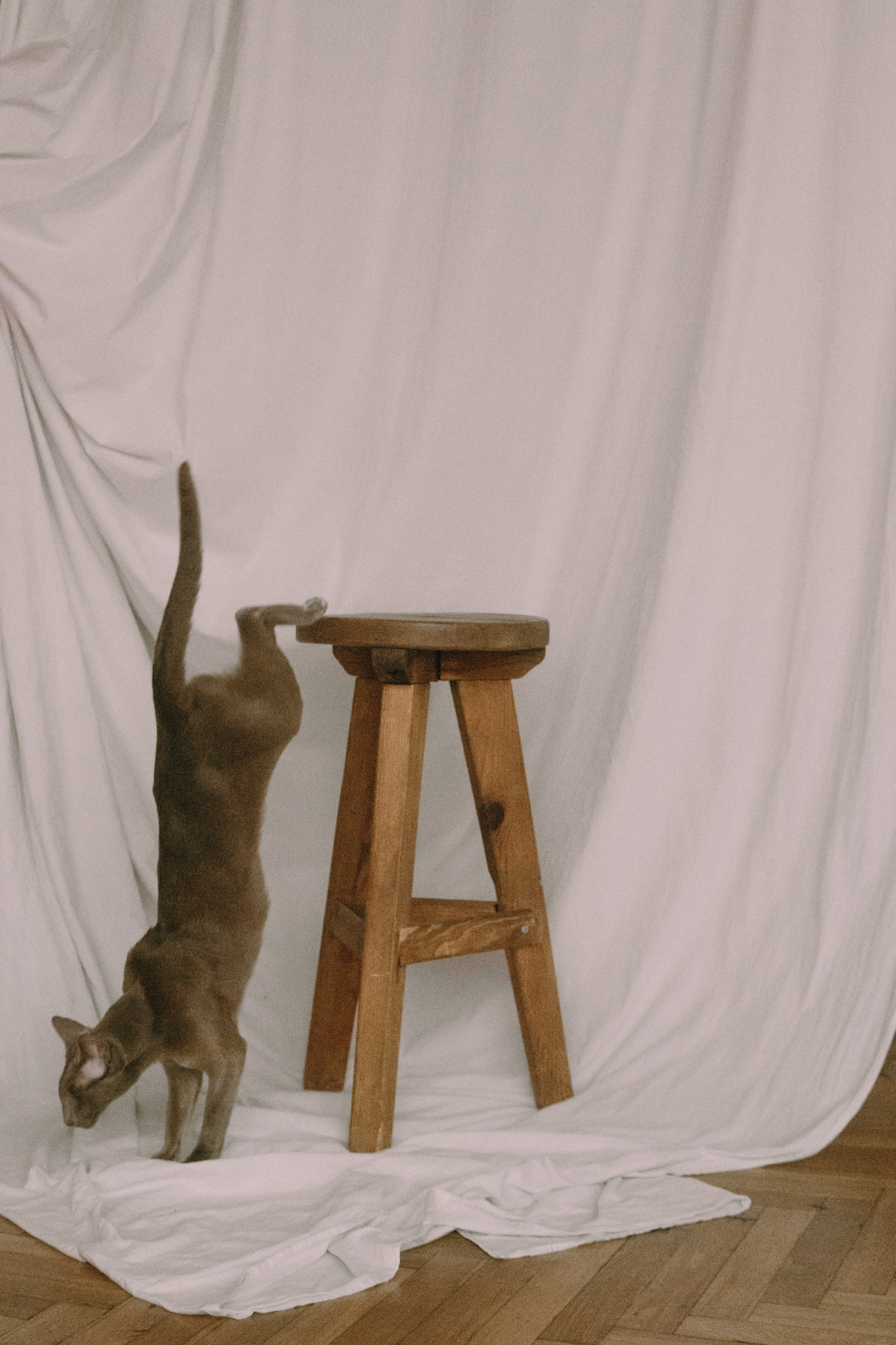 Амина, Булат и Орион. Фотограф-анималист Ксения Воробьева, Москва