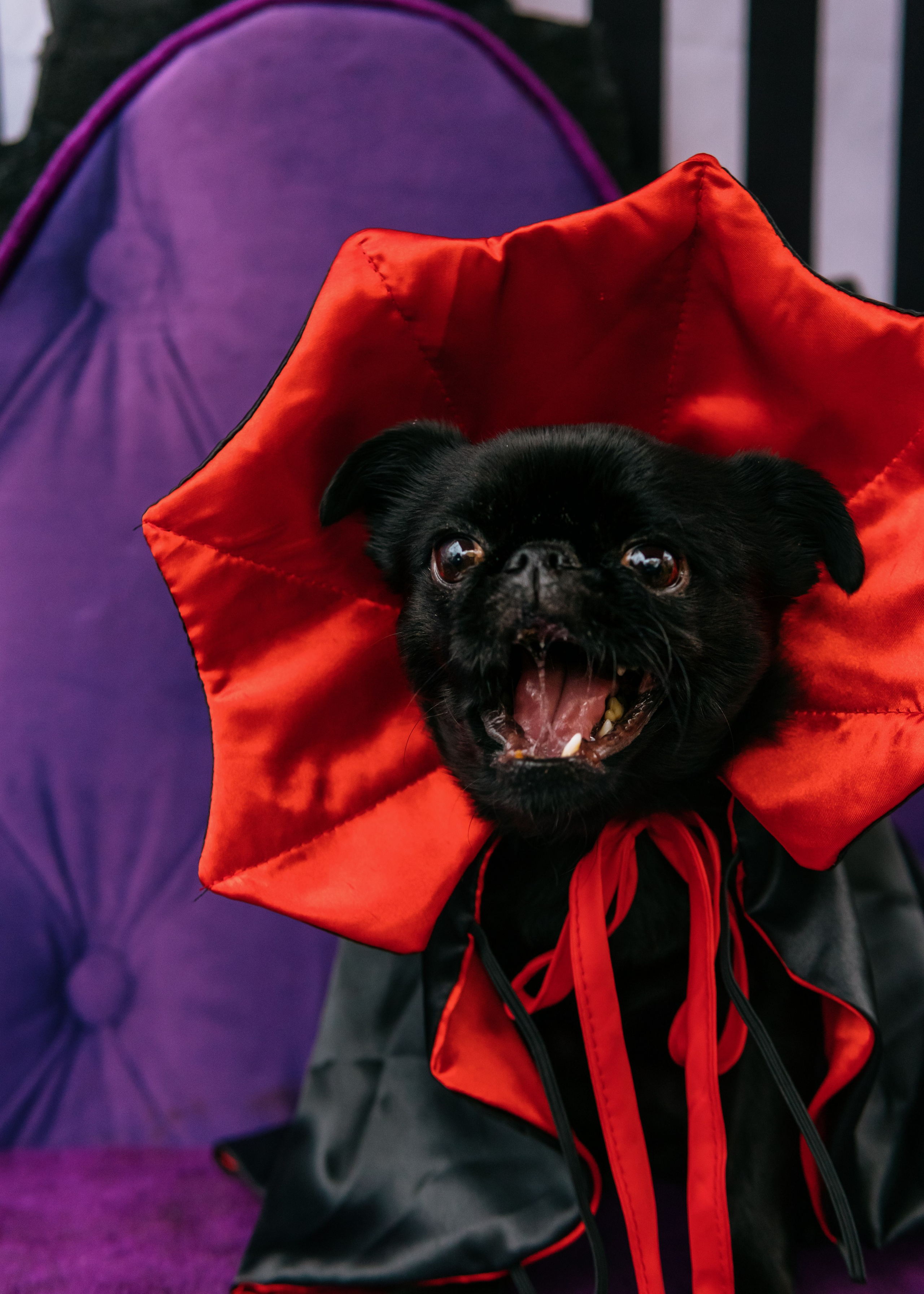 Тематическая встреча породников «Griffween». Фотограф-анималист Ксения Воробьева, Москва