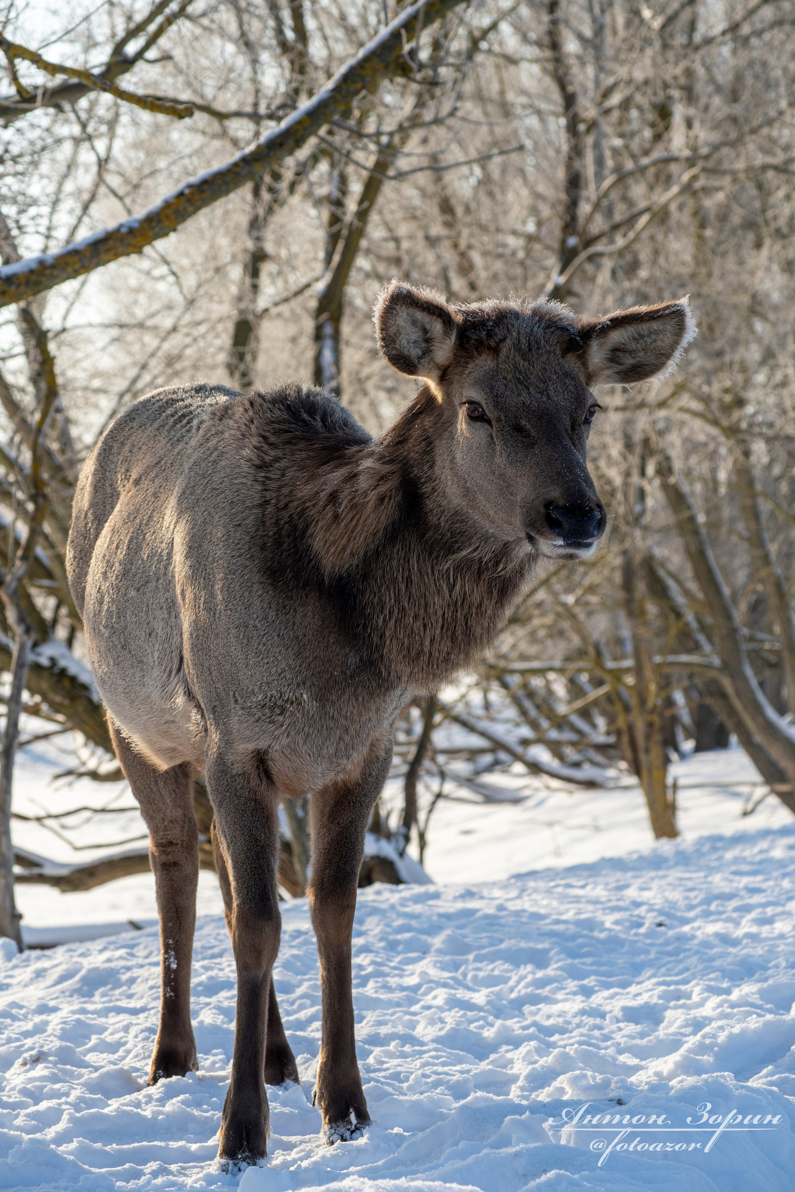 Конная охота. Семейный и детский фотограф Антон Зорин