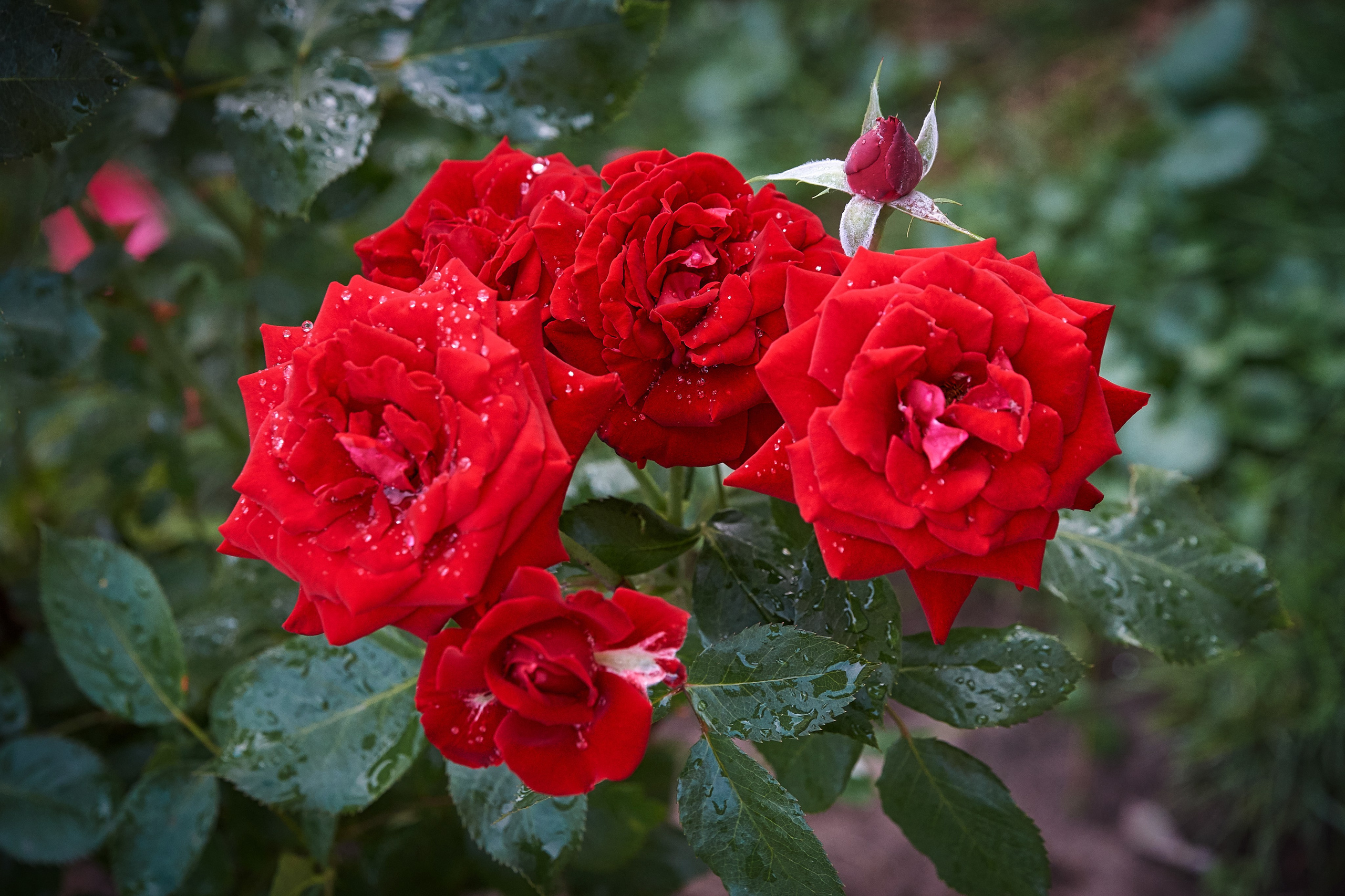 Наша мать — природа. Фотограф Владимир Артамонов