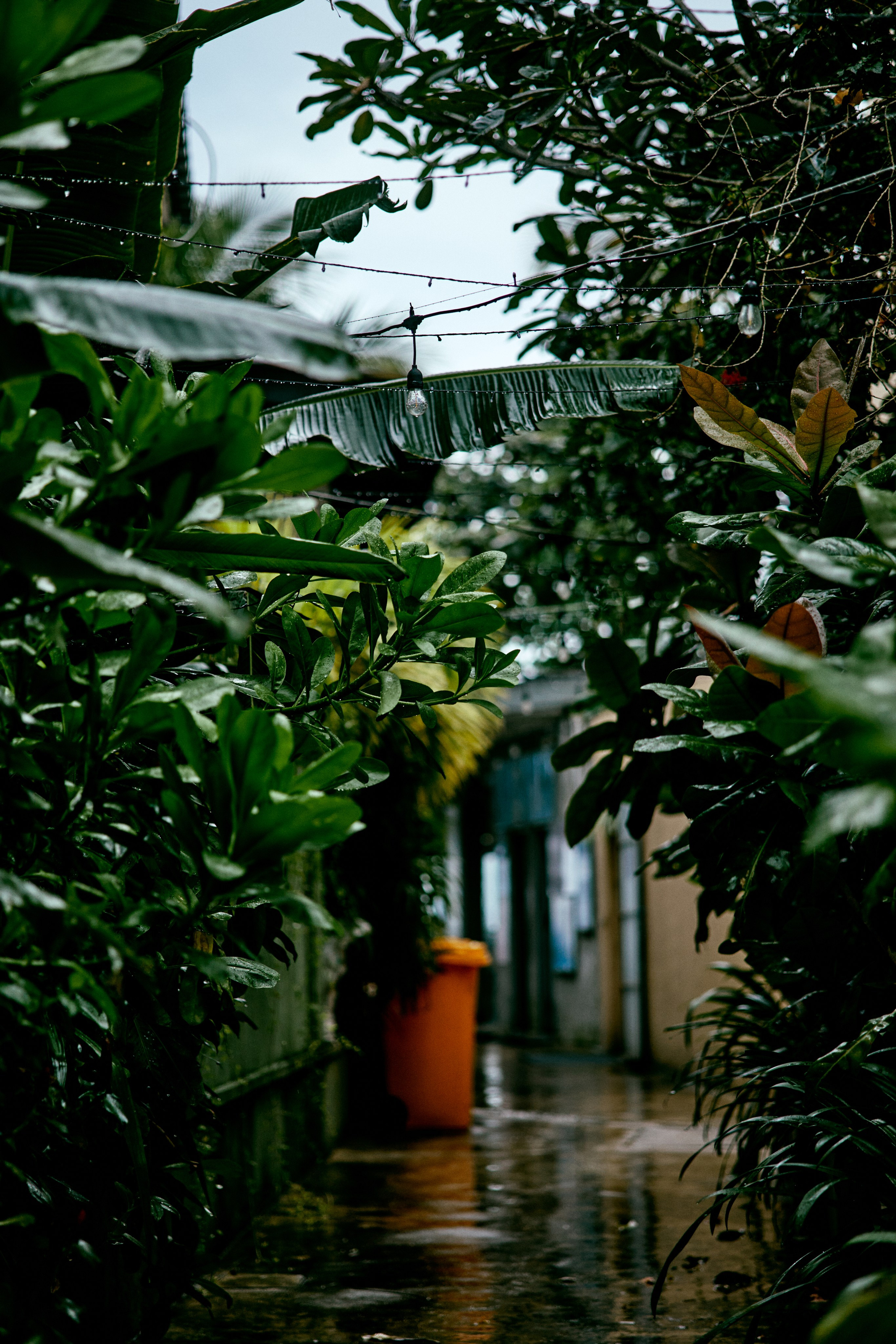 Шри-Ланка. Хороший репортажный и промышленный фотограф в Казани Алексей Щелконогов