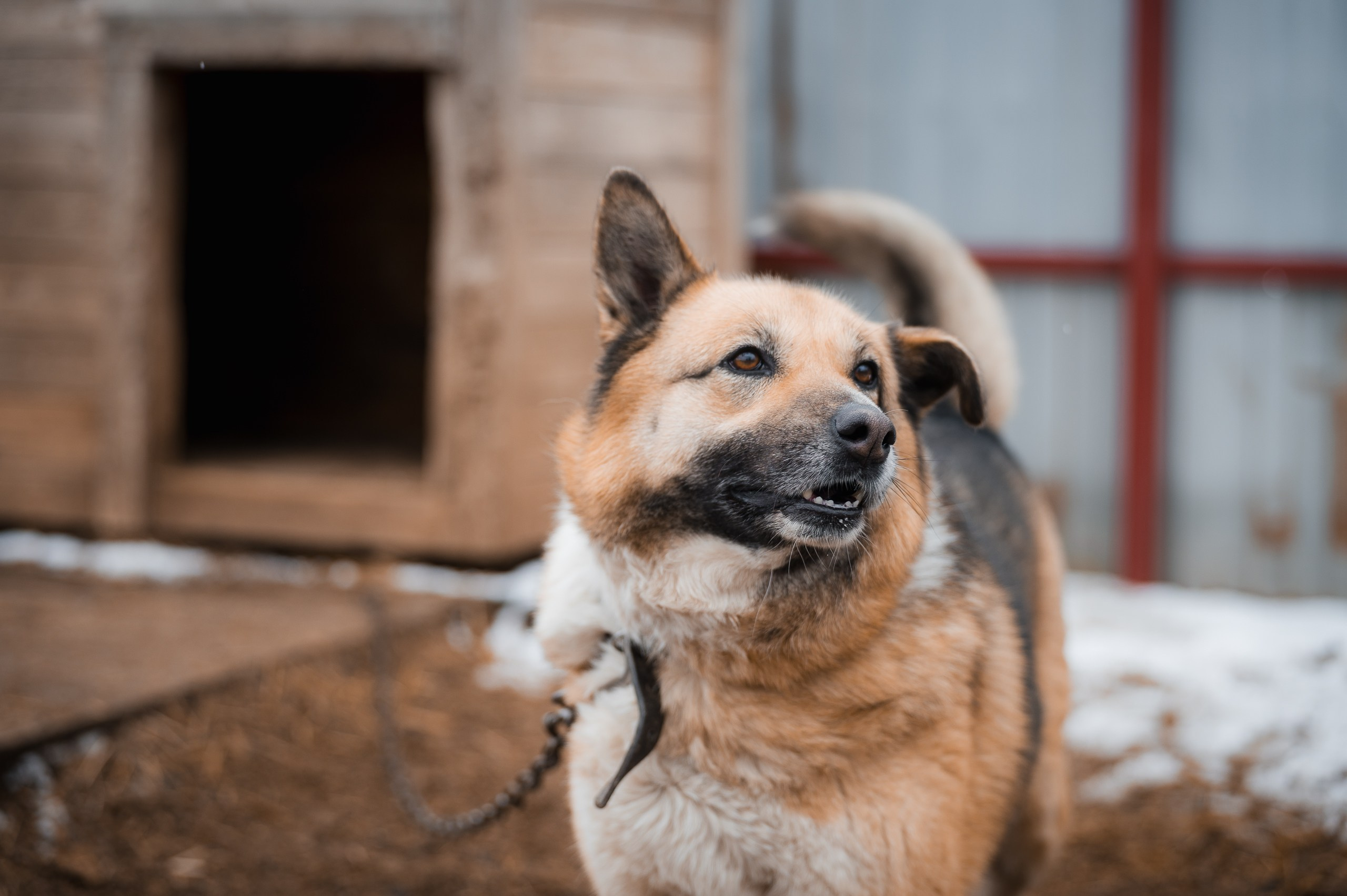 Герда. Улыбка собаки — спасение и пристройство бездомных собак