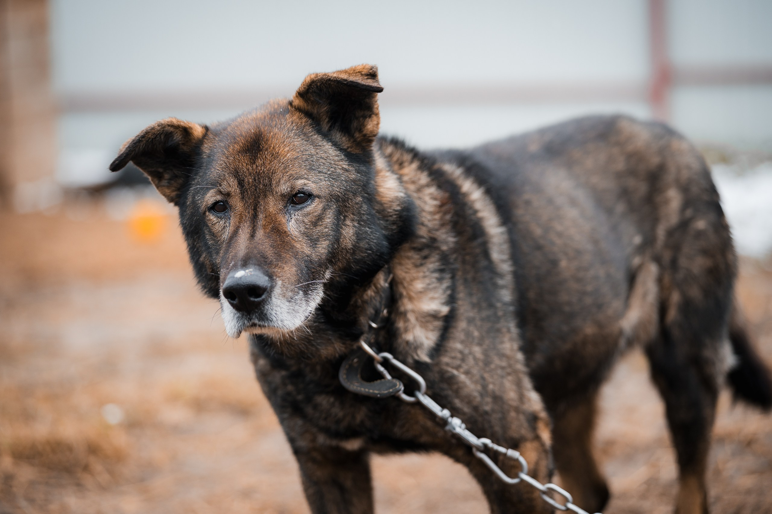 Дэн. Улыбка собаки — спасение и пристройство бездомных собак