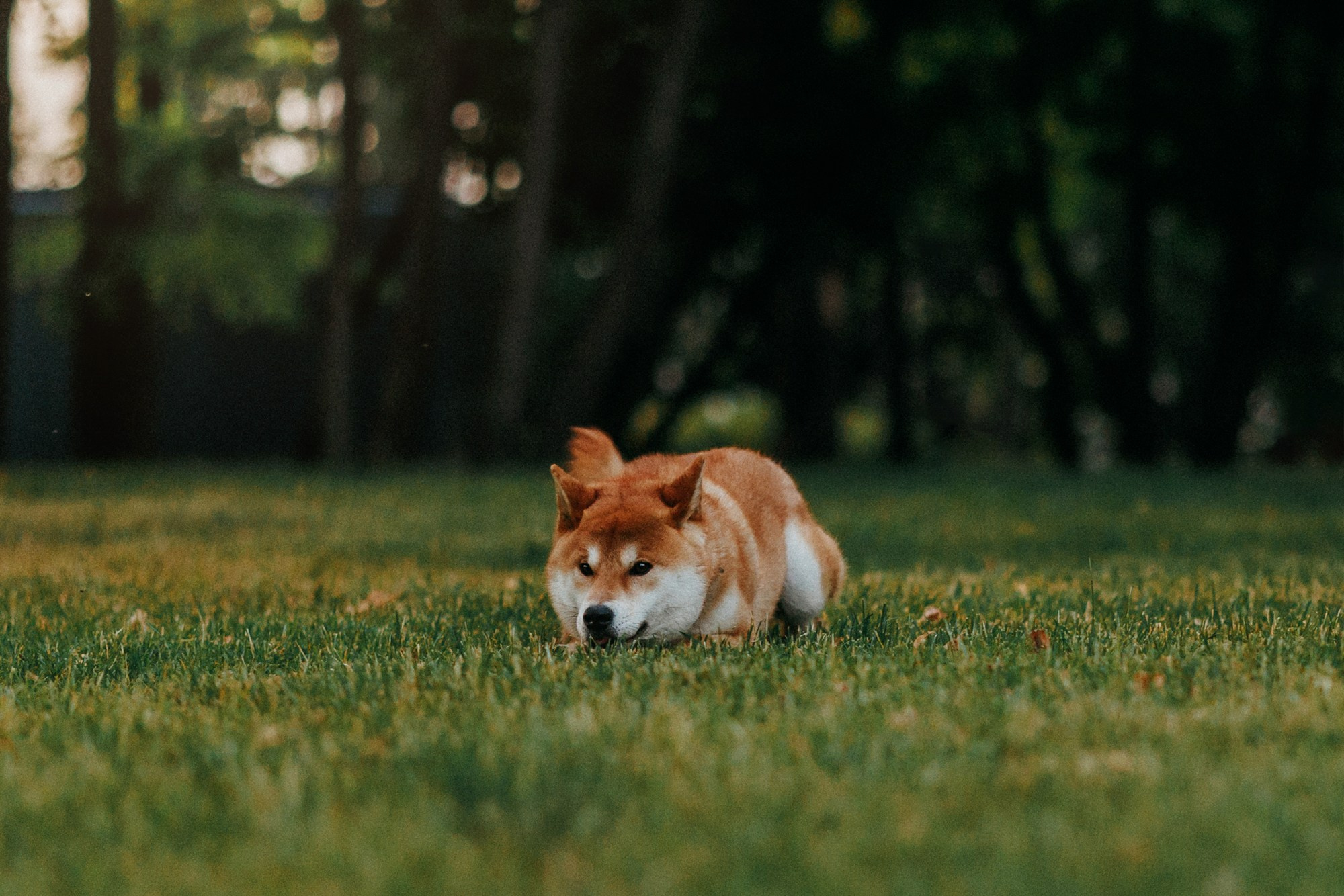 Аня, Влад и Ики. Фотограф-анималист Елена Радченко, Москва