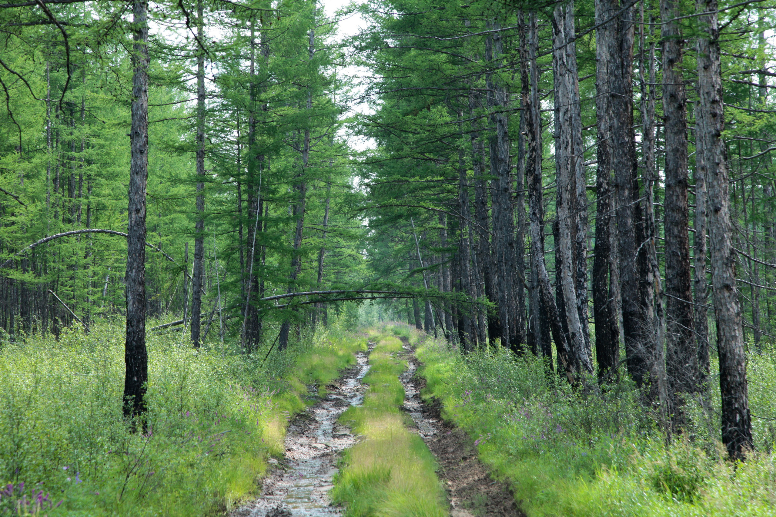 Фото Природы Забайкалья. Студия Максима Белослюдцева