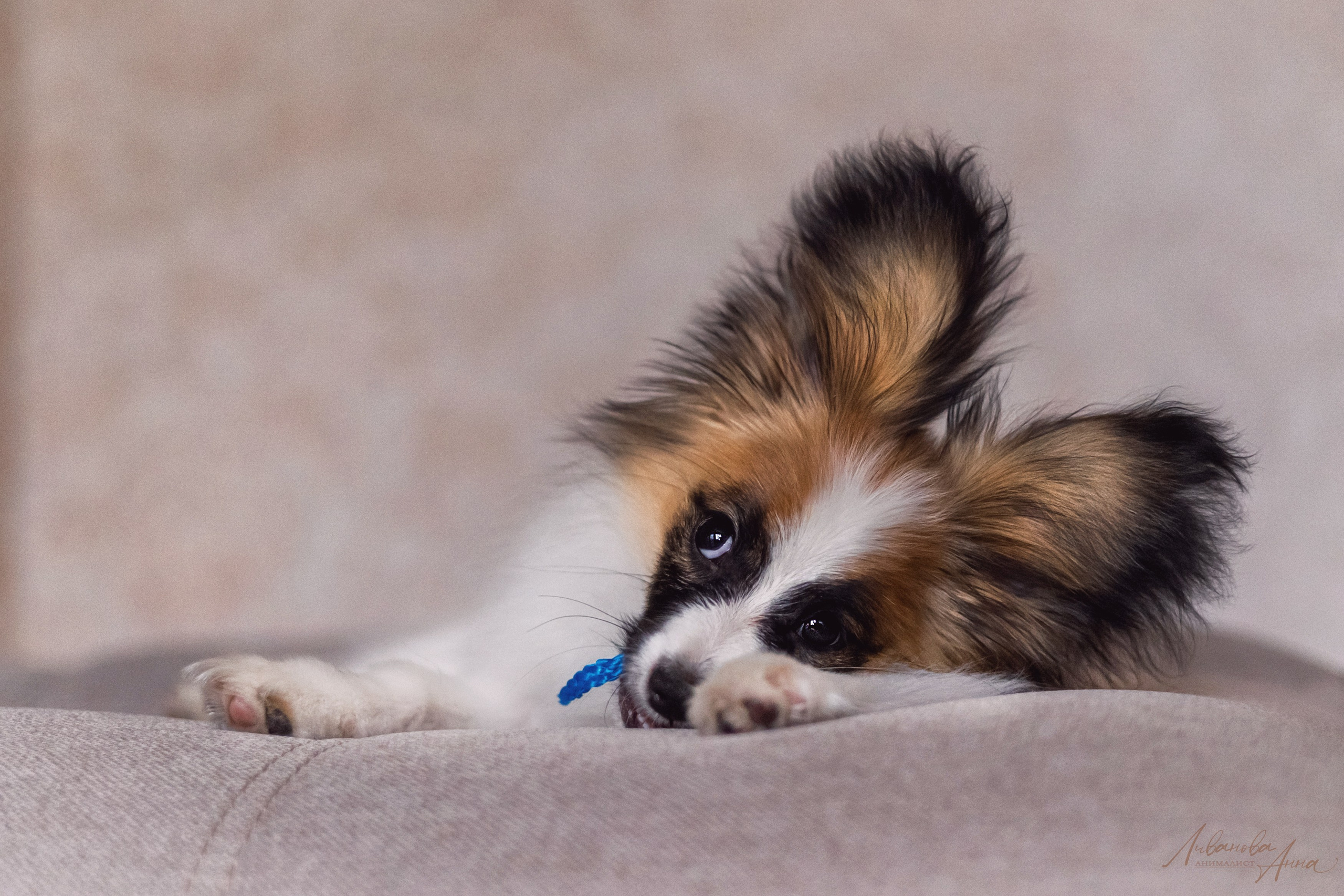 Хьюстон. Фотограф анималист Аня Ливанова | Рыбинск