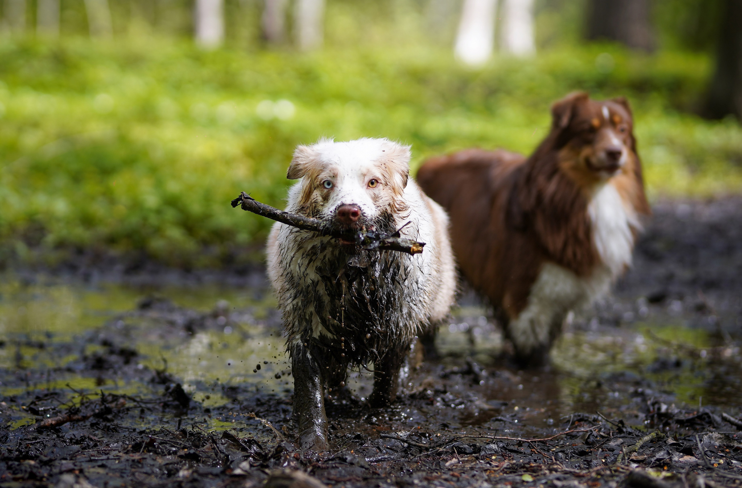 Рокки и Гермиона. Фотограф-анималист в Санкт-Петербурге Яна Мартынова