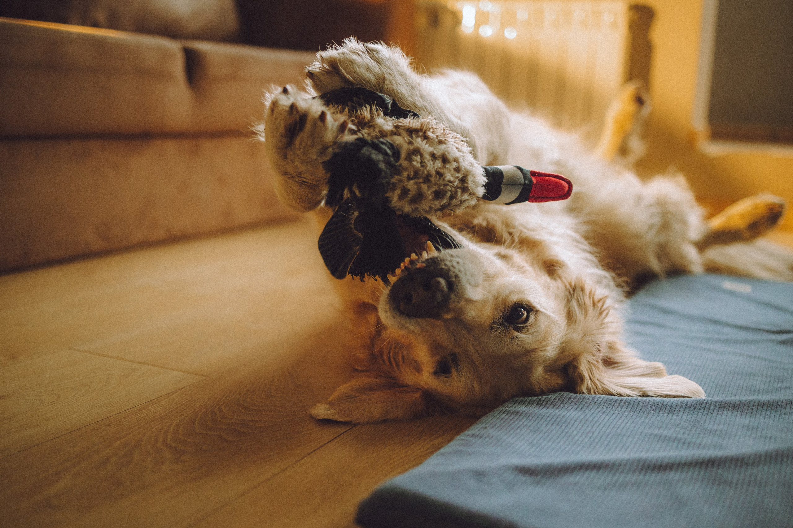 Ира, Андрей, Бэлла и Панда