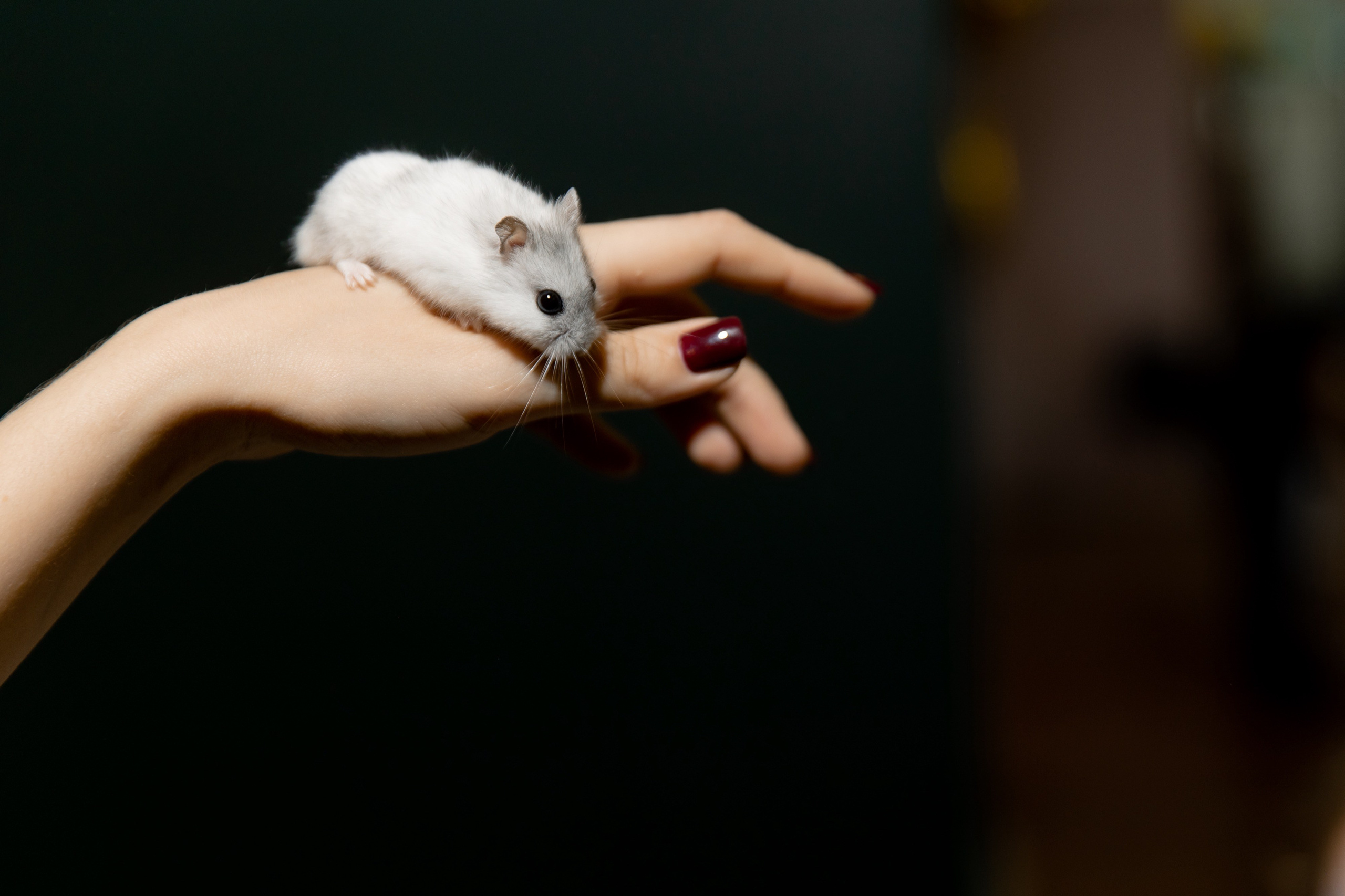 Вера 6 лет. Фотограф Роман Полянин