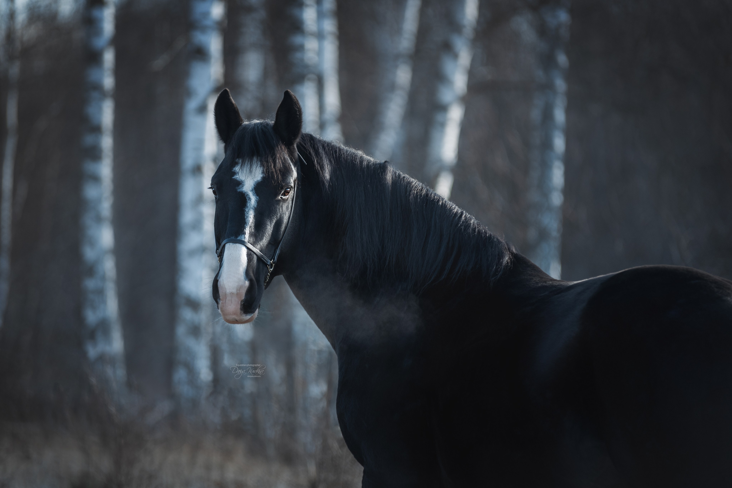 Komardins. Конный фотограф Куракина Дарья • Фотосессии с лошадьми