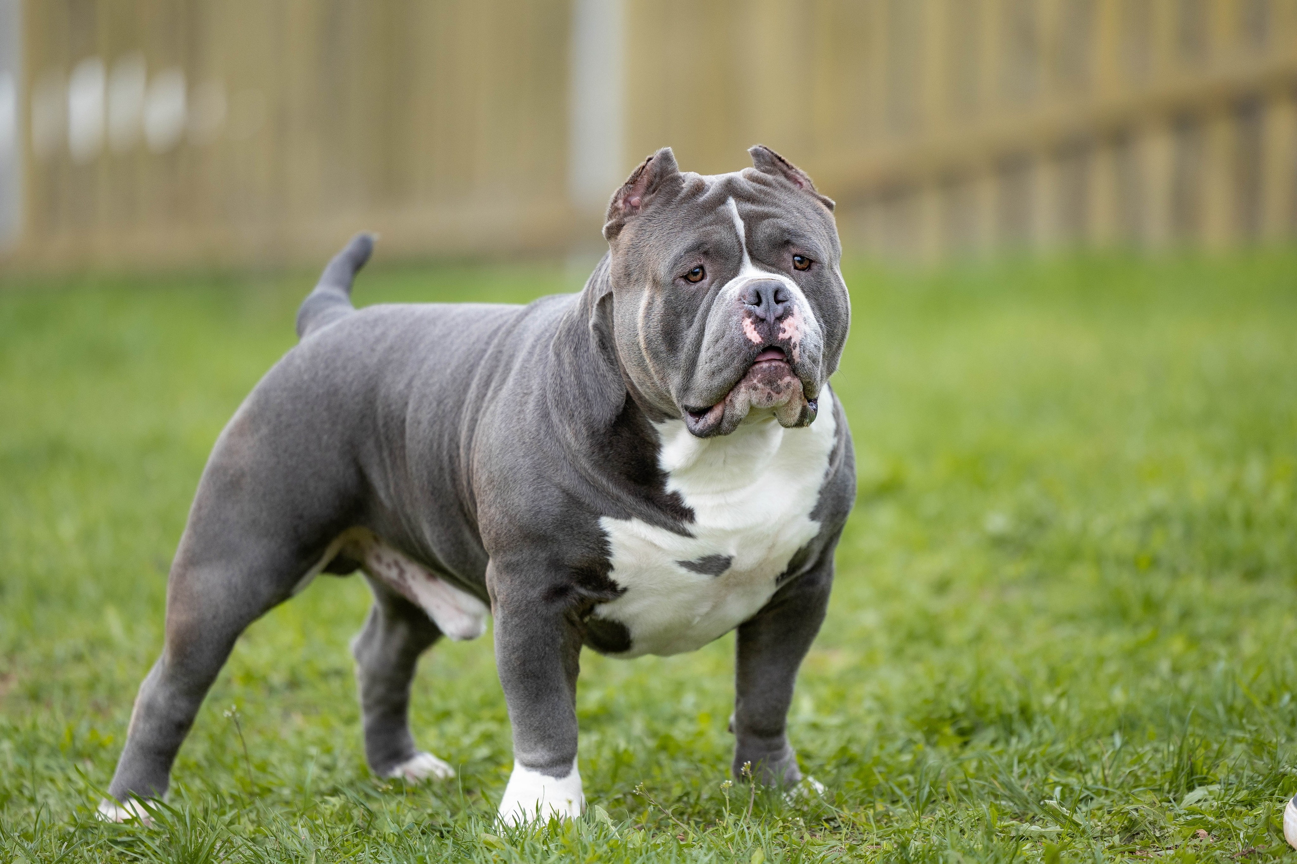 Щенки булли. Фотограф Анималист в Перми Анастасия Остерман