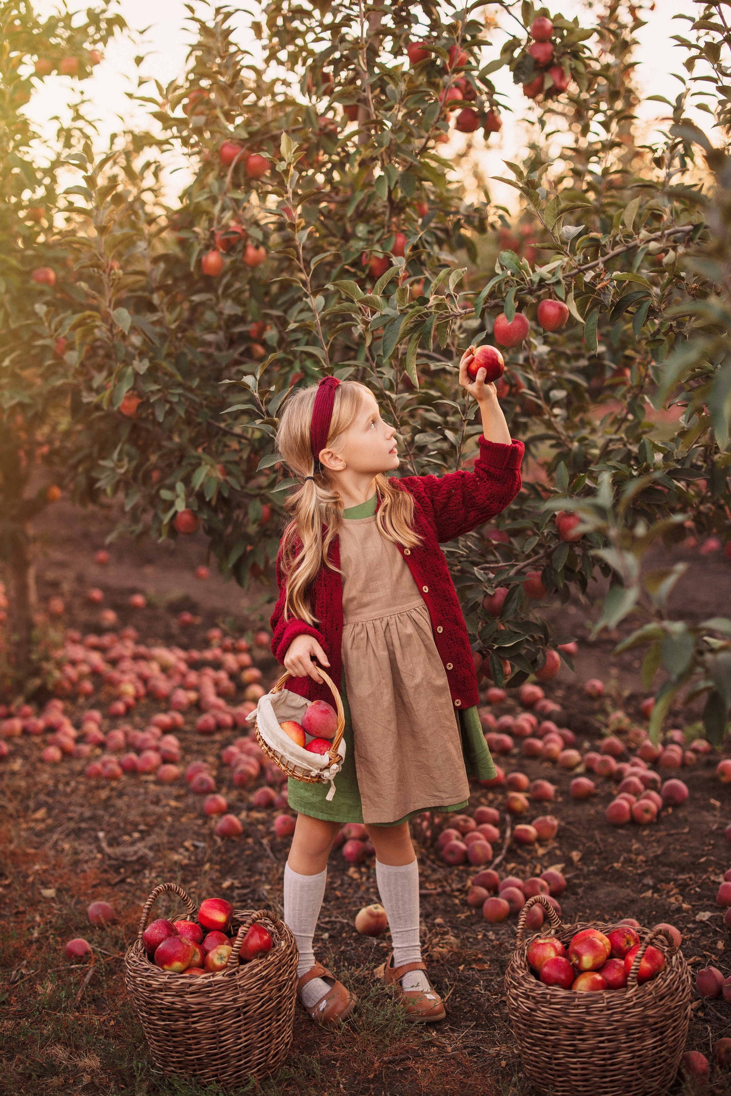 Сбор урожая Яблок. Семейный и детский фотограф в Краснодаре Анна Трашкова