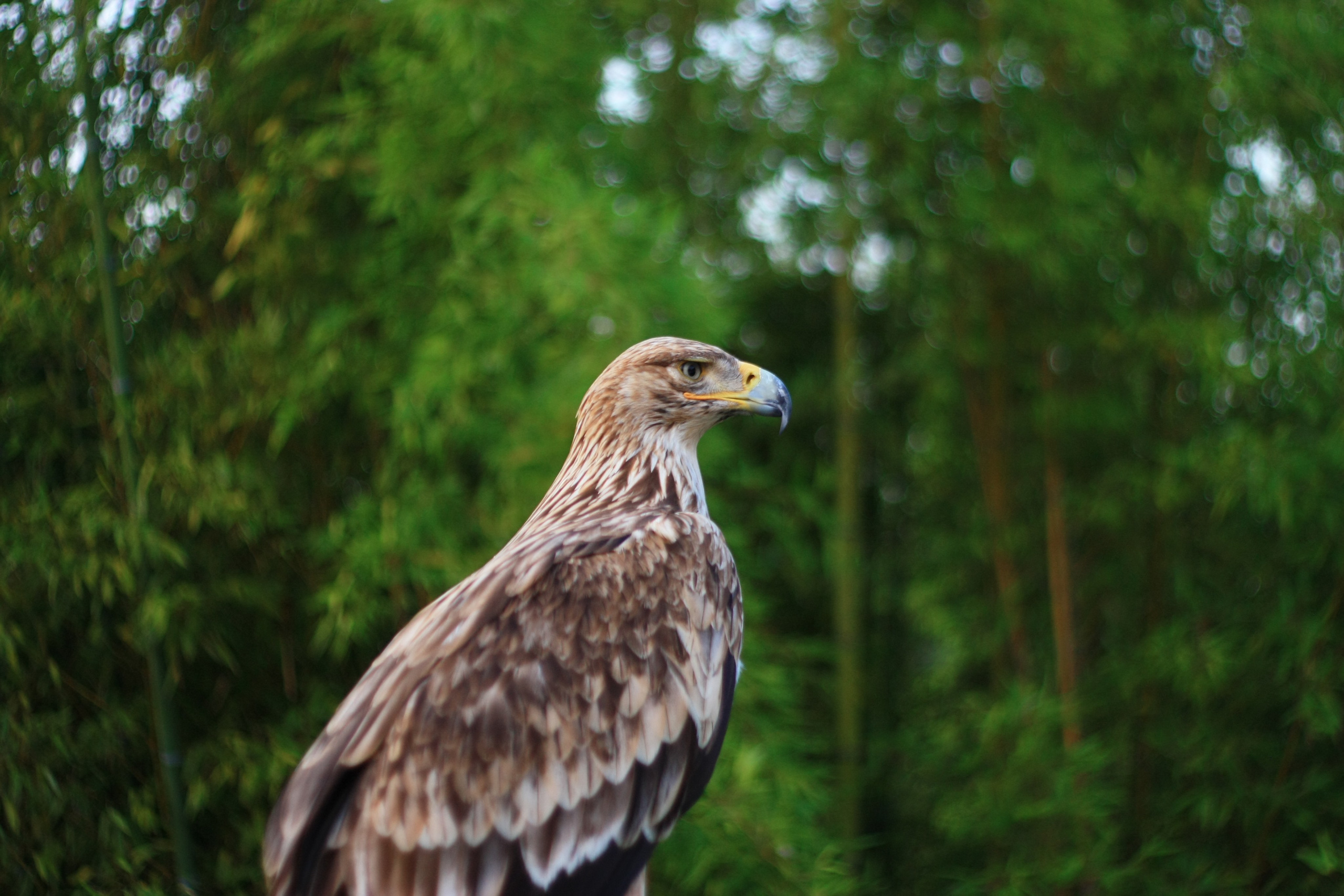 Первые кадры. Сочи — парк. Фотограф Роман Адлер