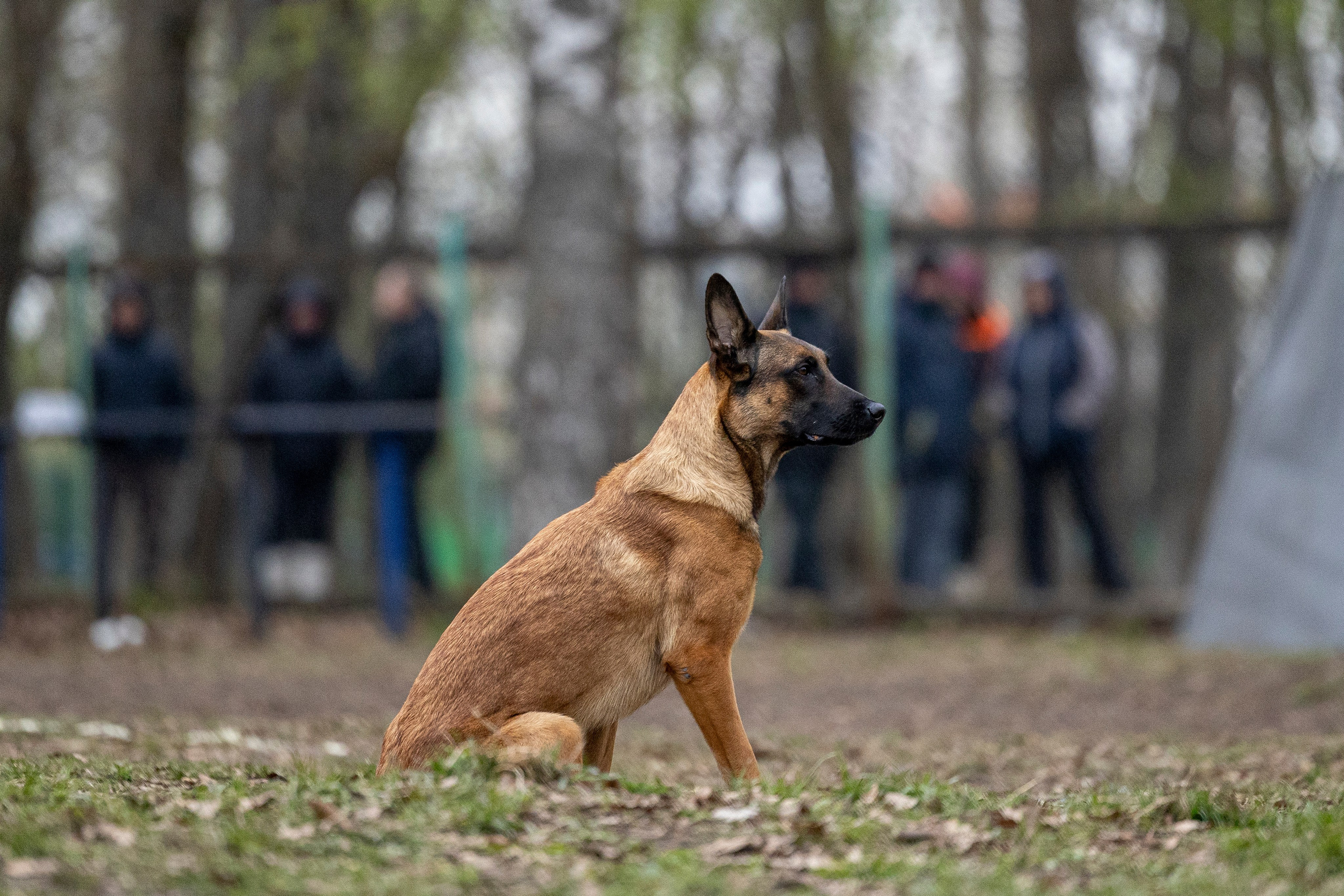 Квалификационные состязания по мондьорингу г. Вологда 11.05.24. Фотограф-анималист Анна Маринич