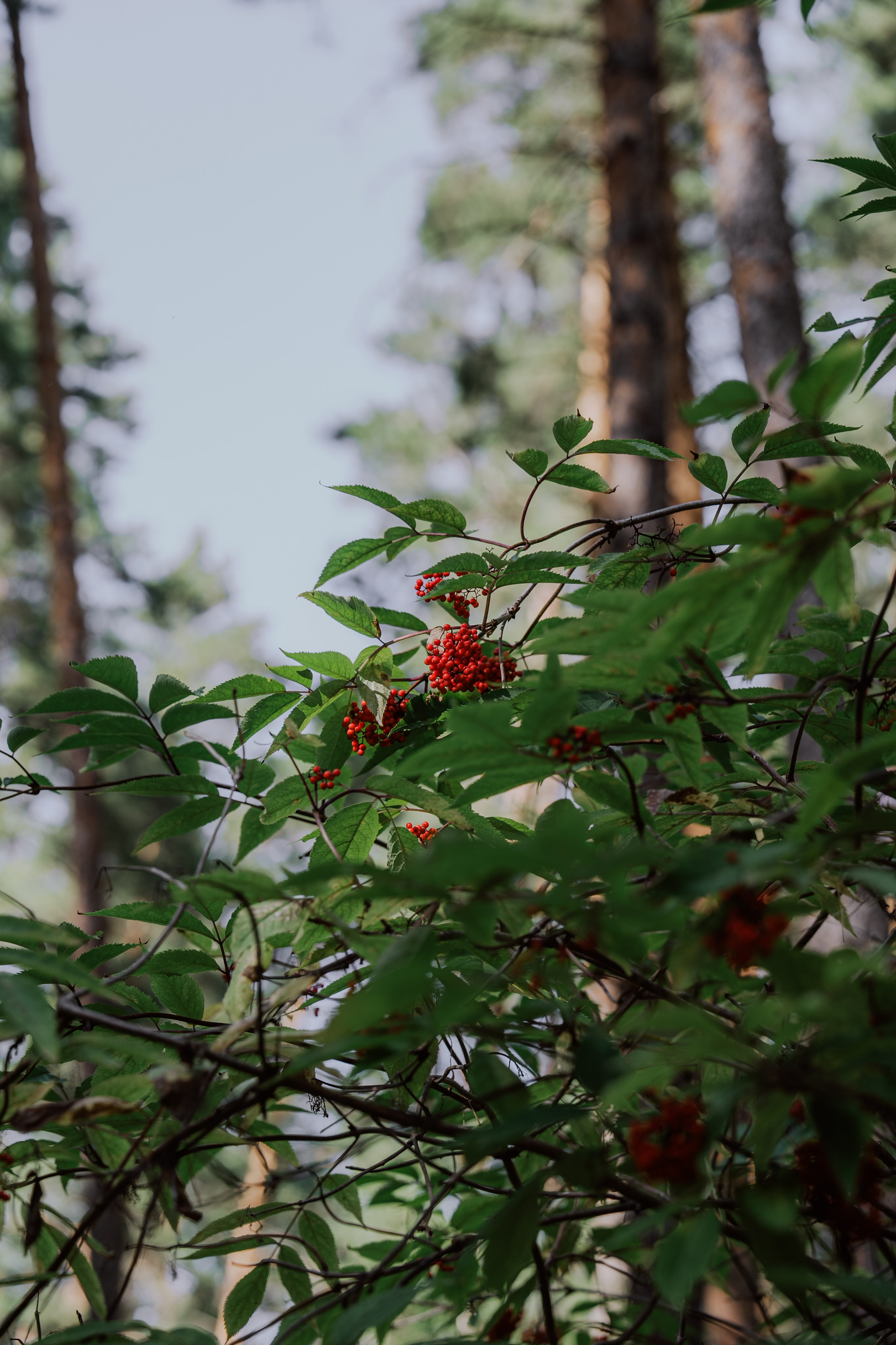 Сергей и Вероника 2024