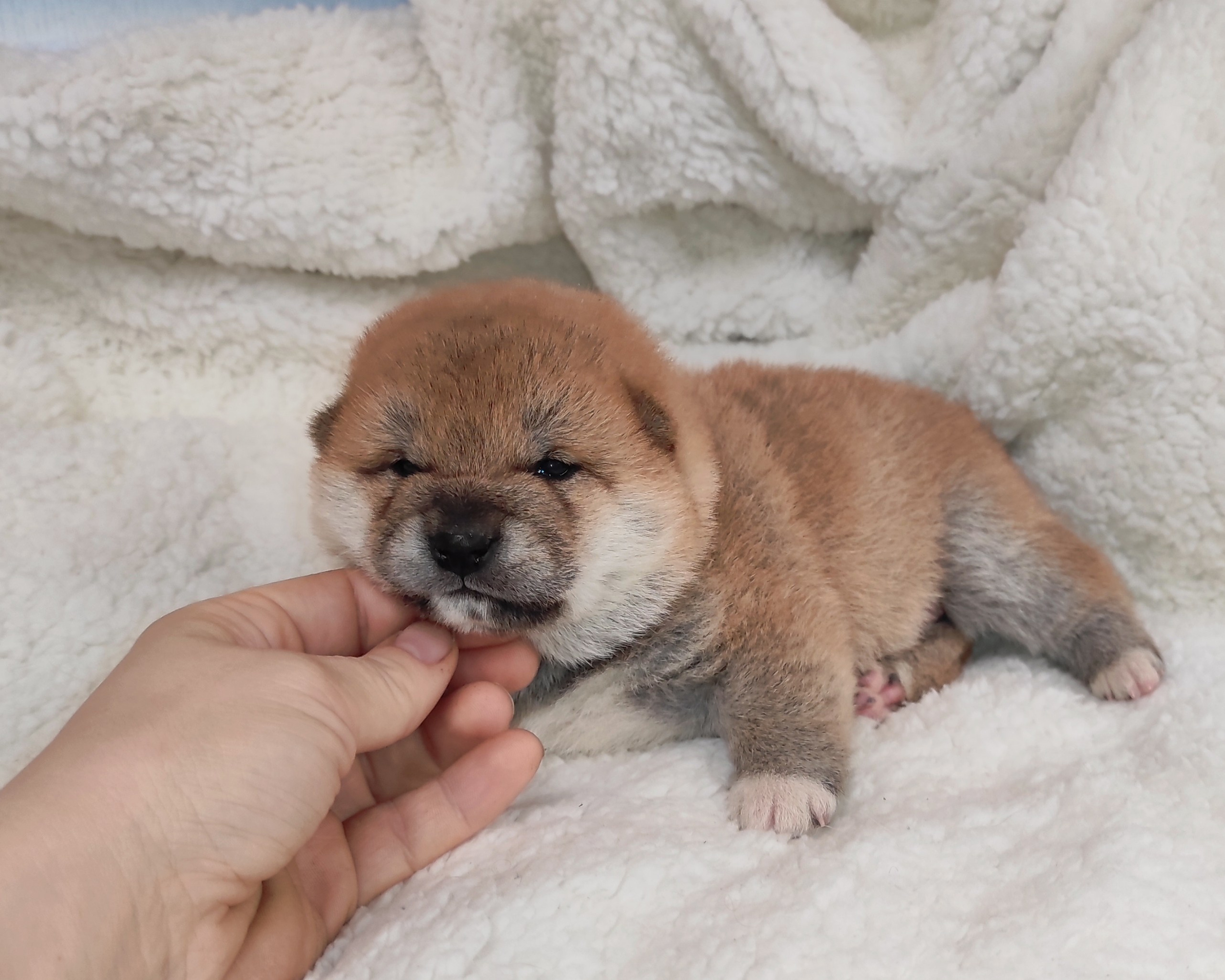 сиба питомник Рубилайт щенки на продажу rubylight  сиба щенки купить СПб Санкт-Петербург 