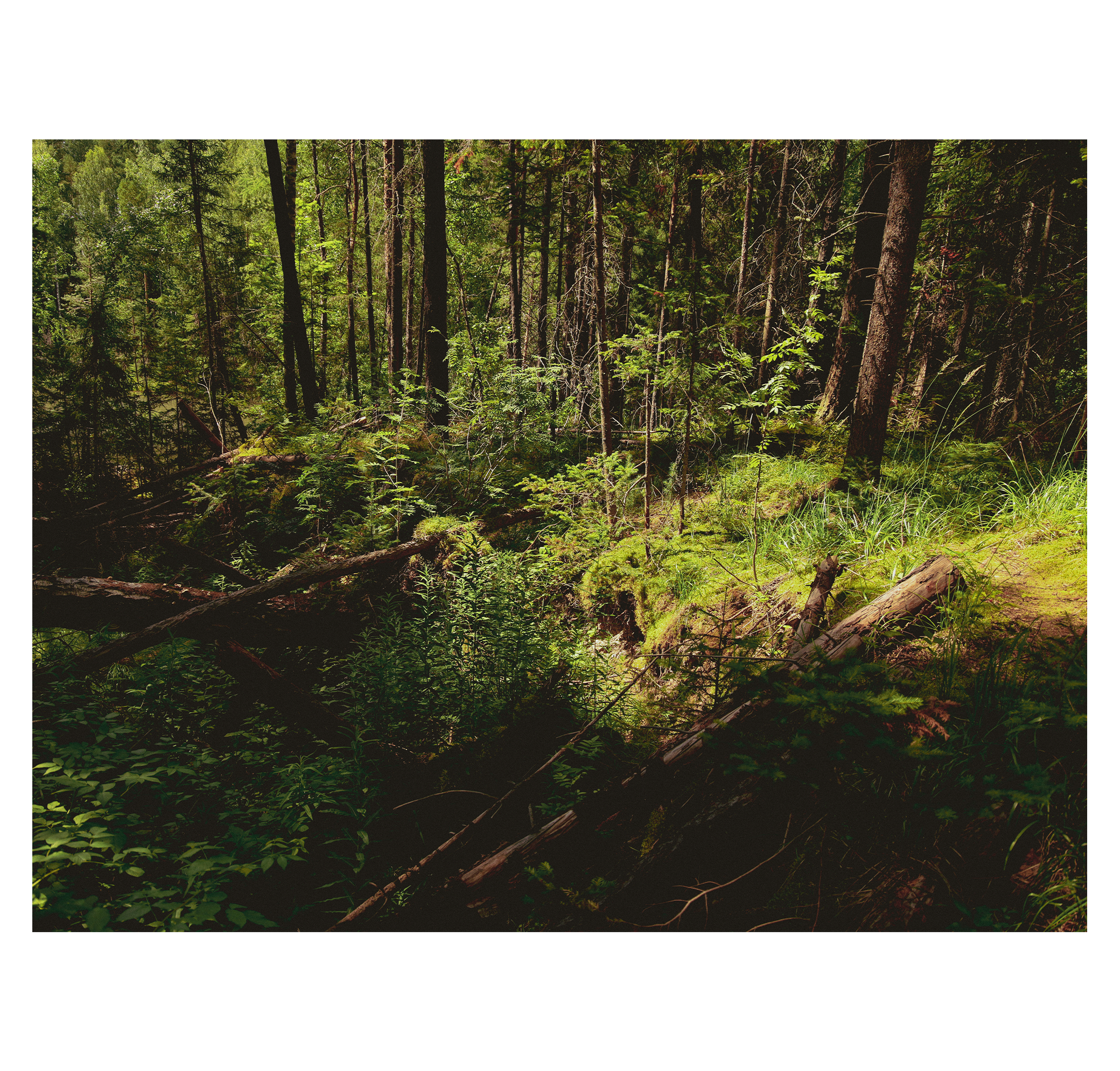 Summer hike. Фотограф/дизайнер в Екатеринбурге Хитрый Дмитрий