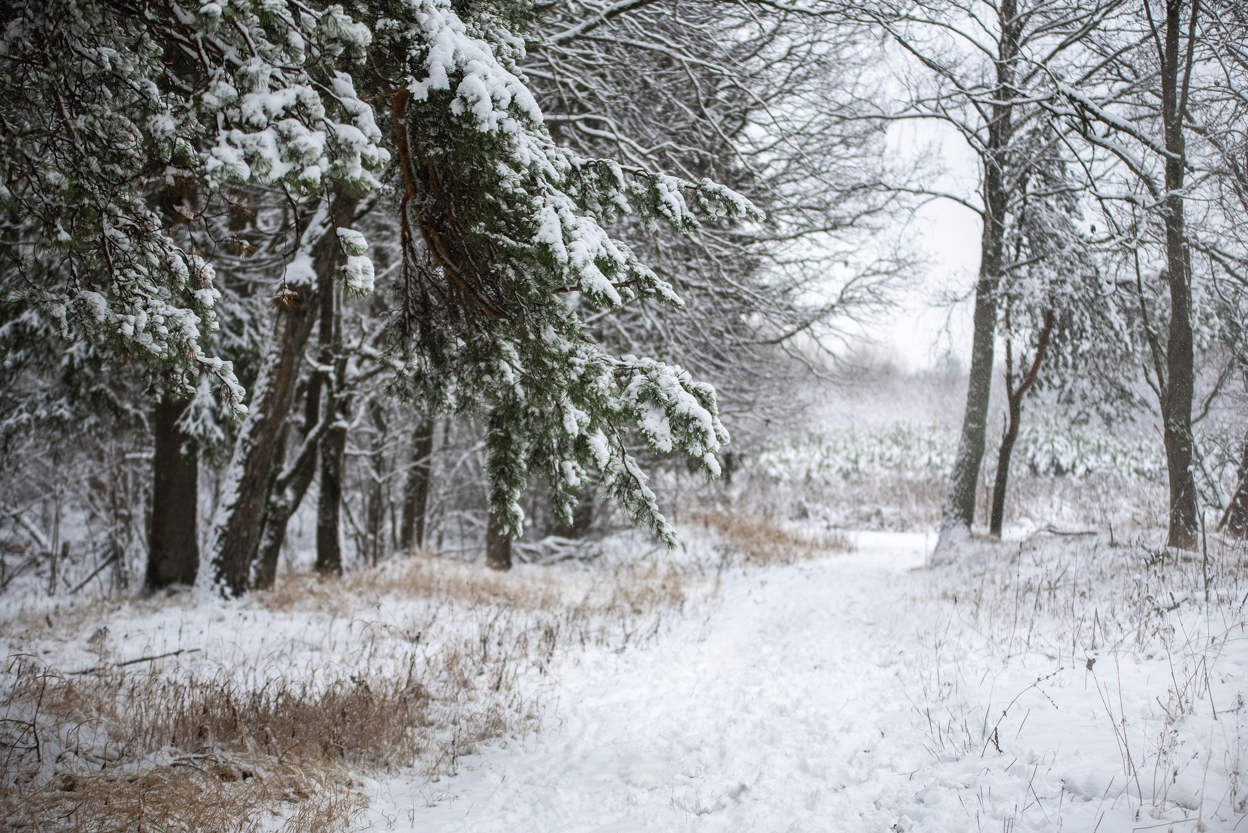 Природа. Съемки в стиле Goblicore и прочая нечисть. Конный фотограф из Москвы Ирина Бондаркова