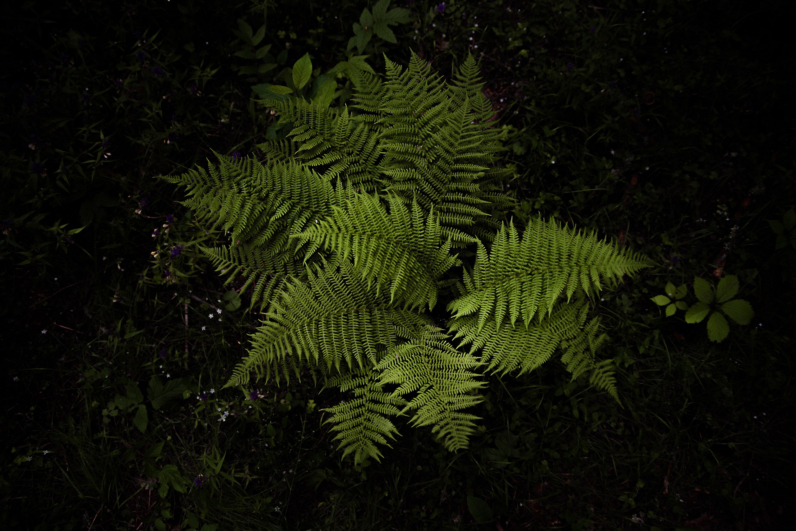 Goblincore, природа, фэнтези, нечисть, лес, гоблинкор, эльфы, фотосессии, костюмированные