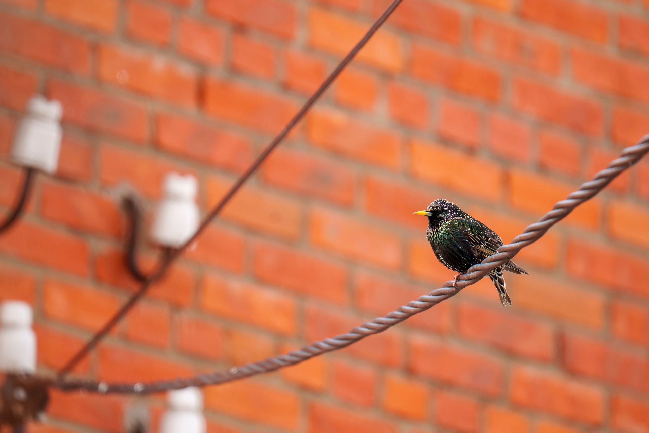 Animals — Животные