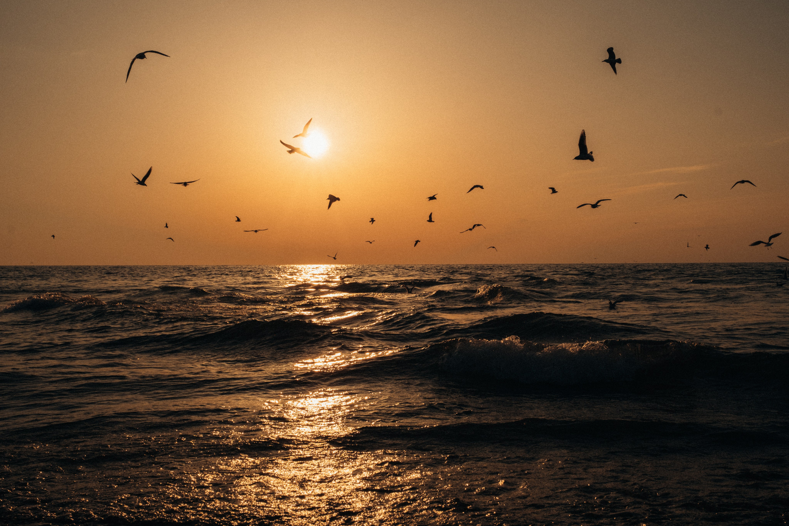 Миро. Свадебный Видеограф Фотограф в Сочи