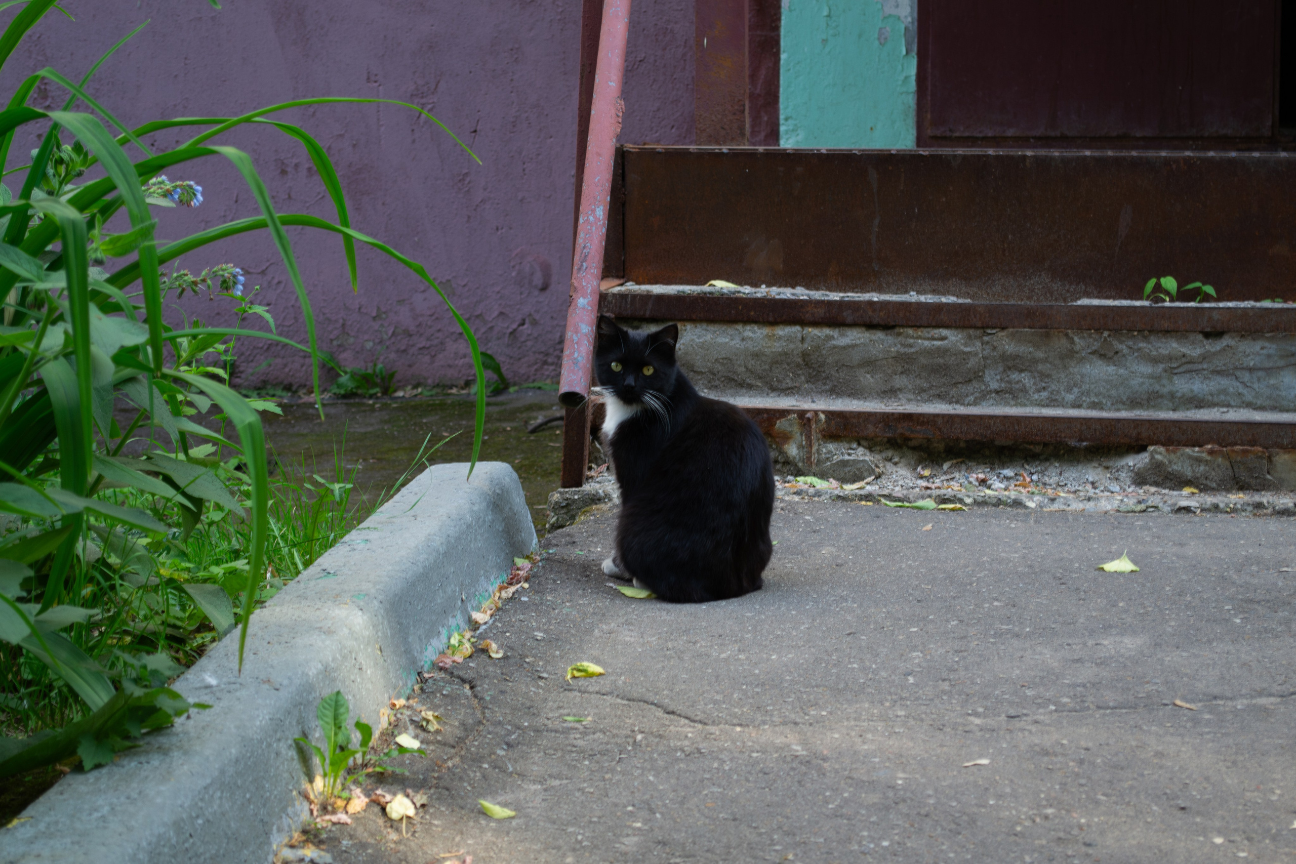 Cats.1. Dumshap | думшап