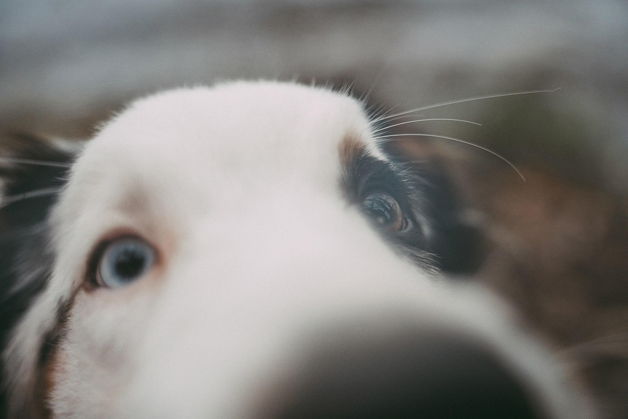 Лиза и Бублик. Фотограф анималист в Москве и Санкт-Петербурге Свиридова Анна