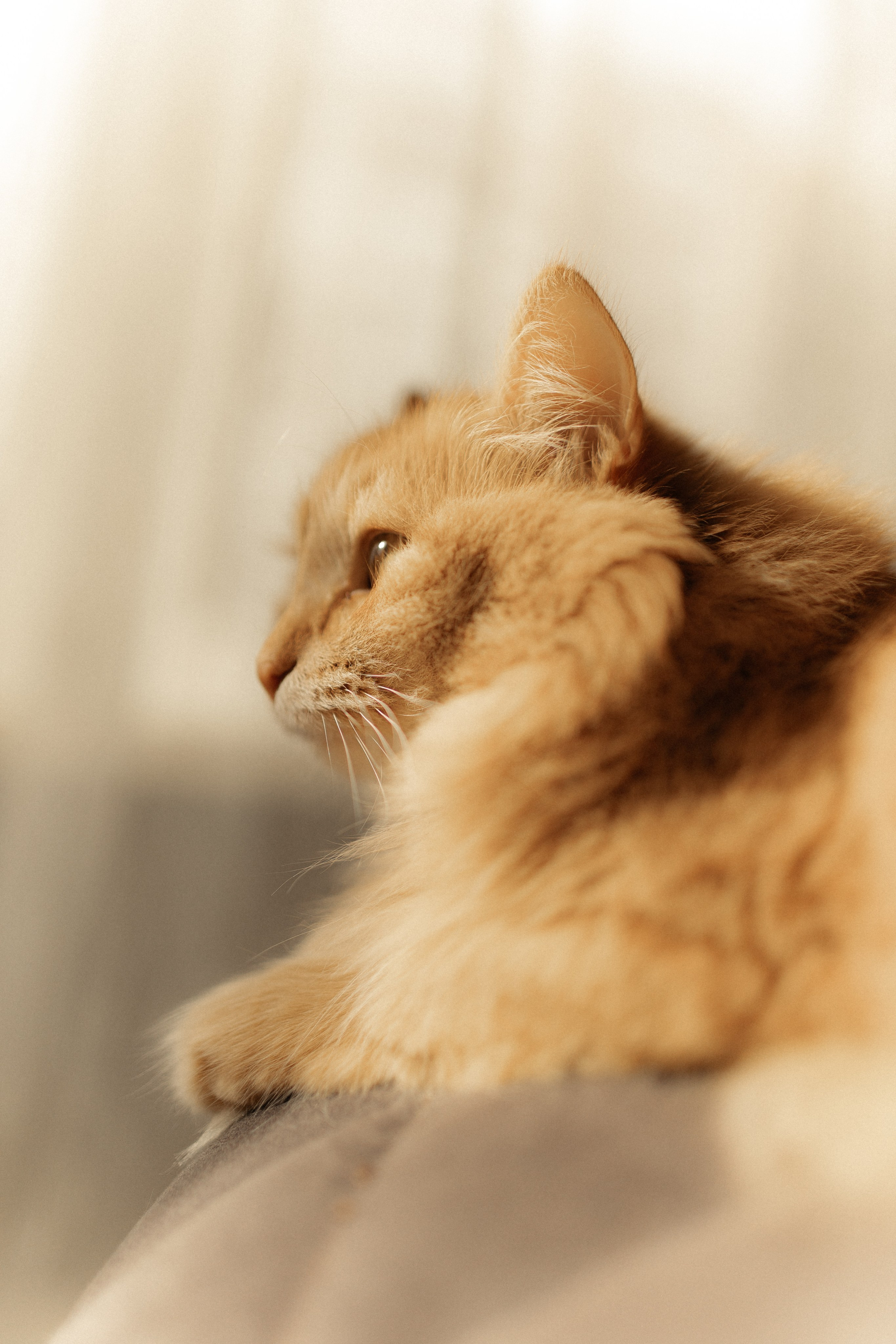 Алиса. DARYA.BELKINA